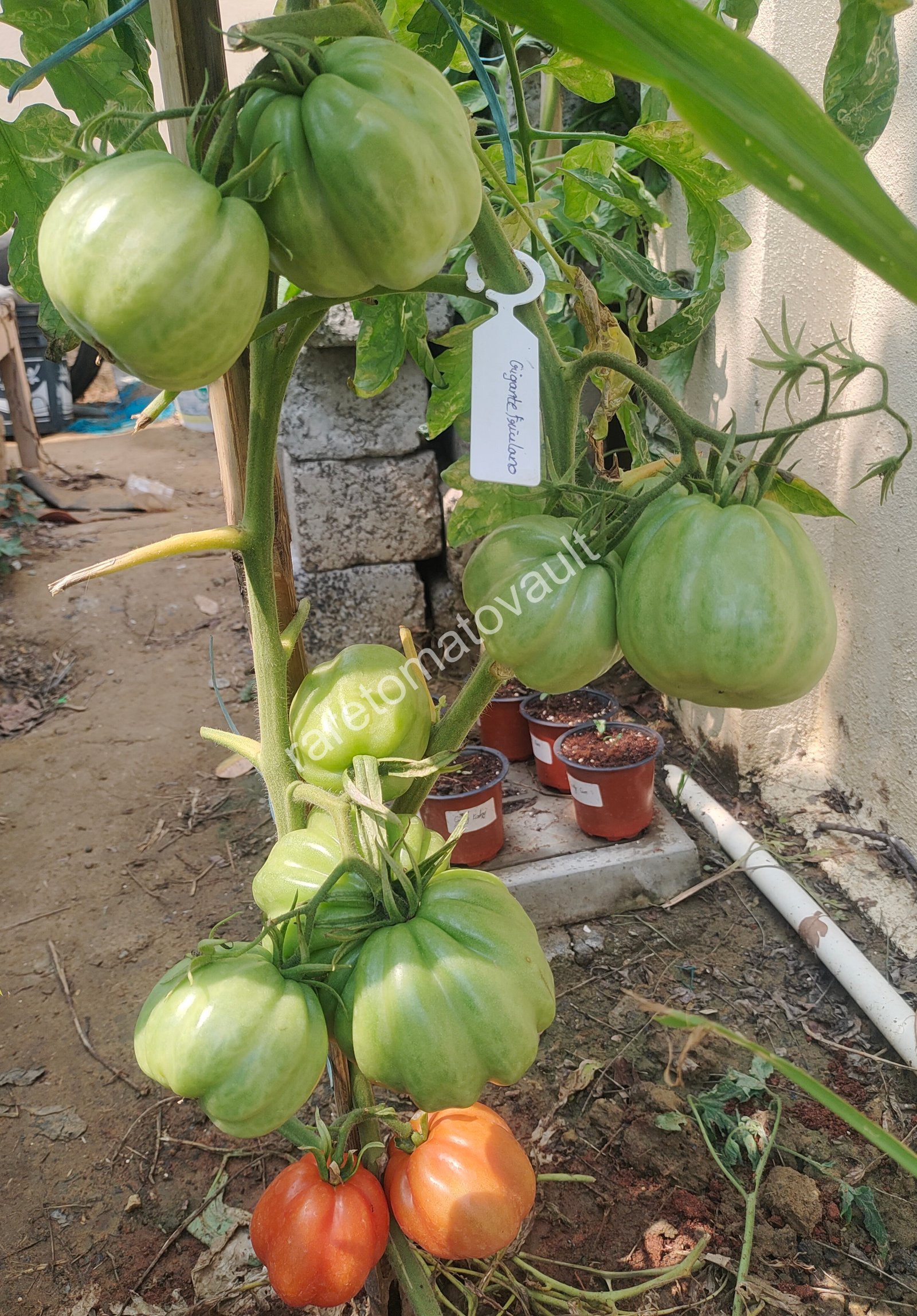 Gigante Friulano Tomato (Italy)
