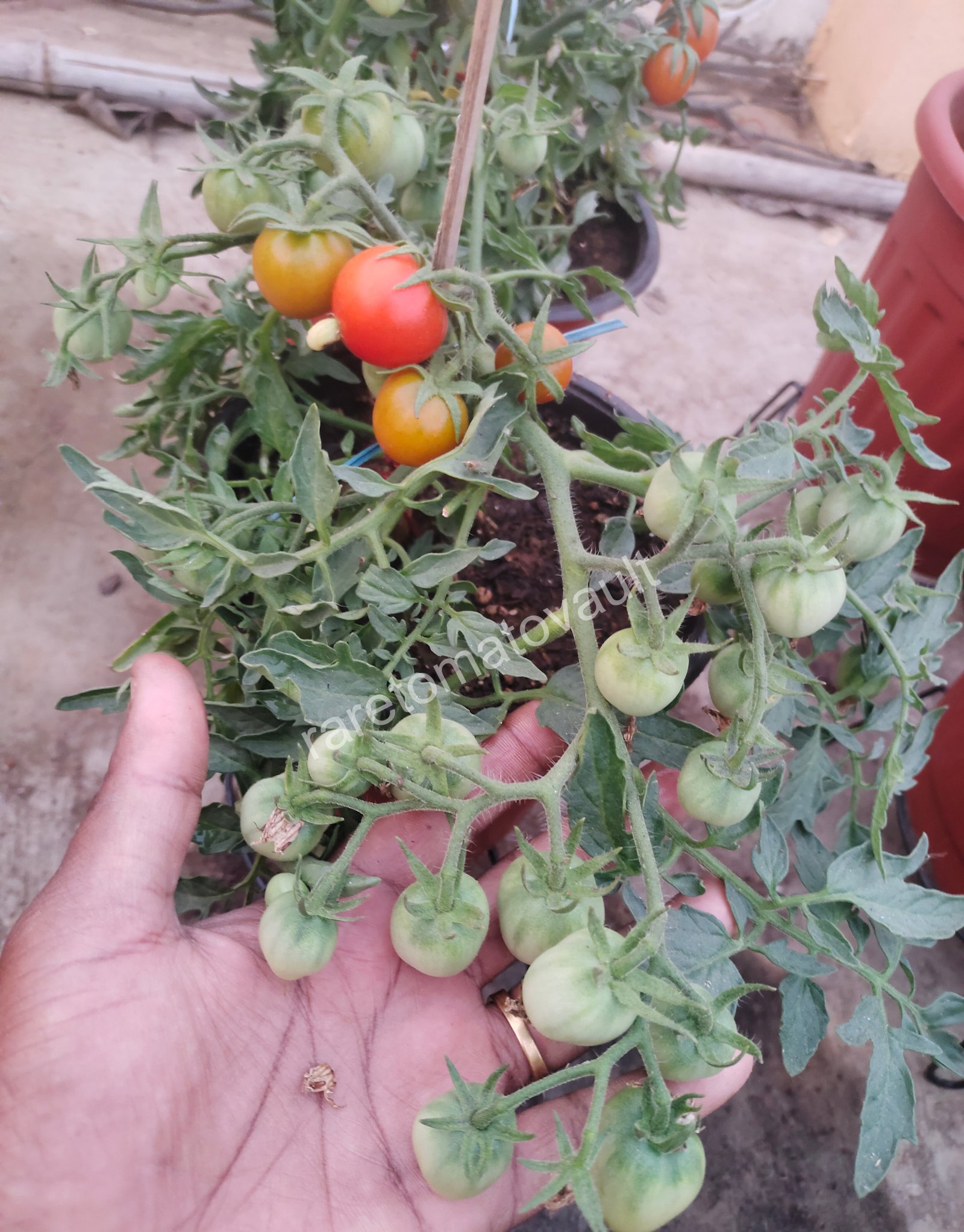 Carrot Mini Micro Dwarf Tomato