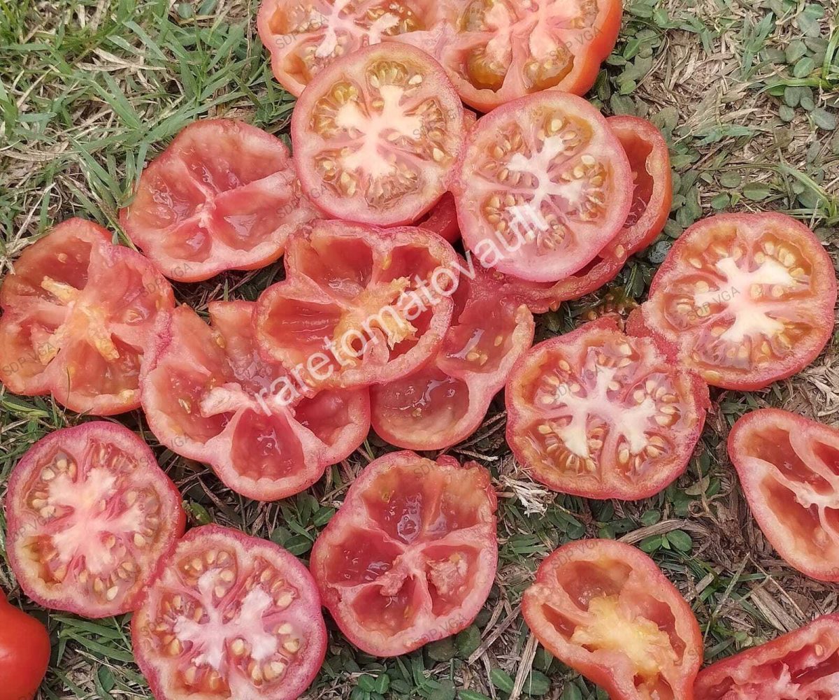 Polur Tomato