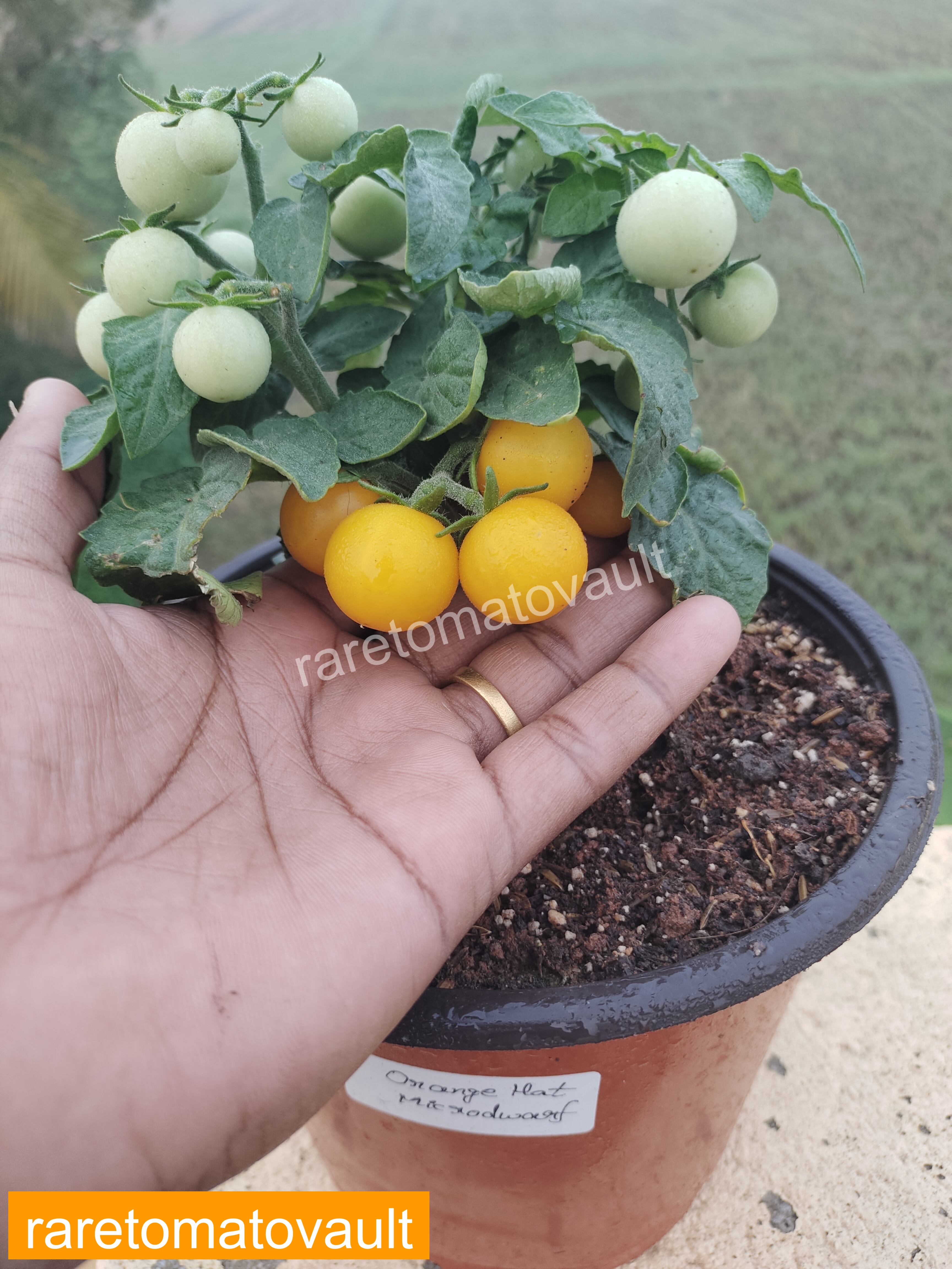 Orange Hat Micro Dwarf Tomato