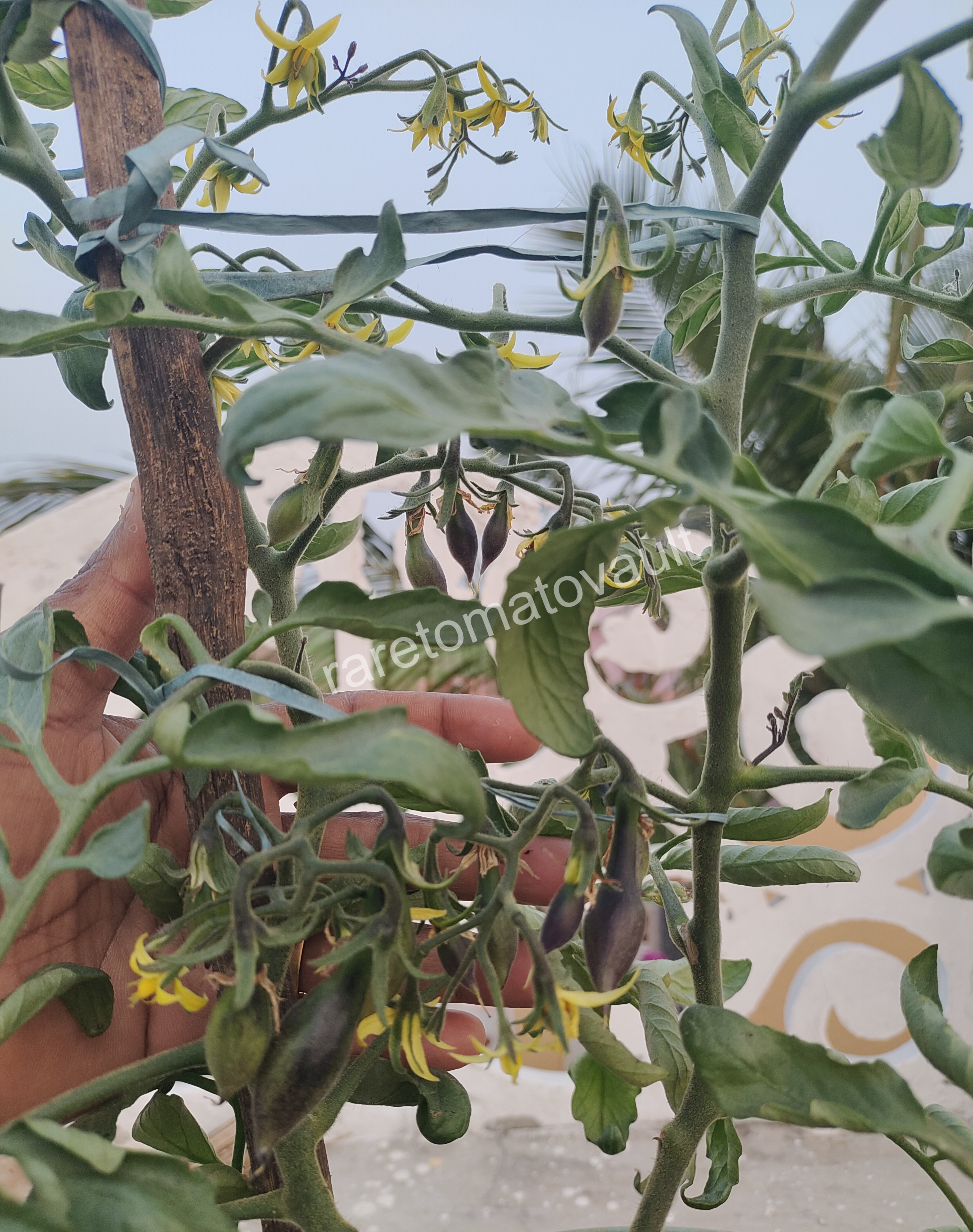 Kumquat Opal Tomato