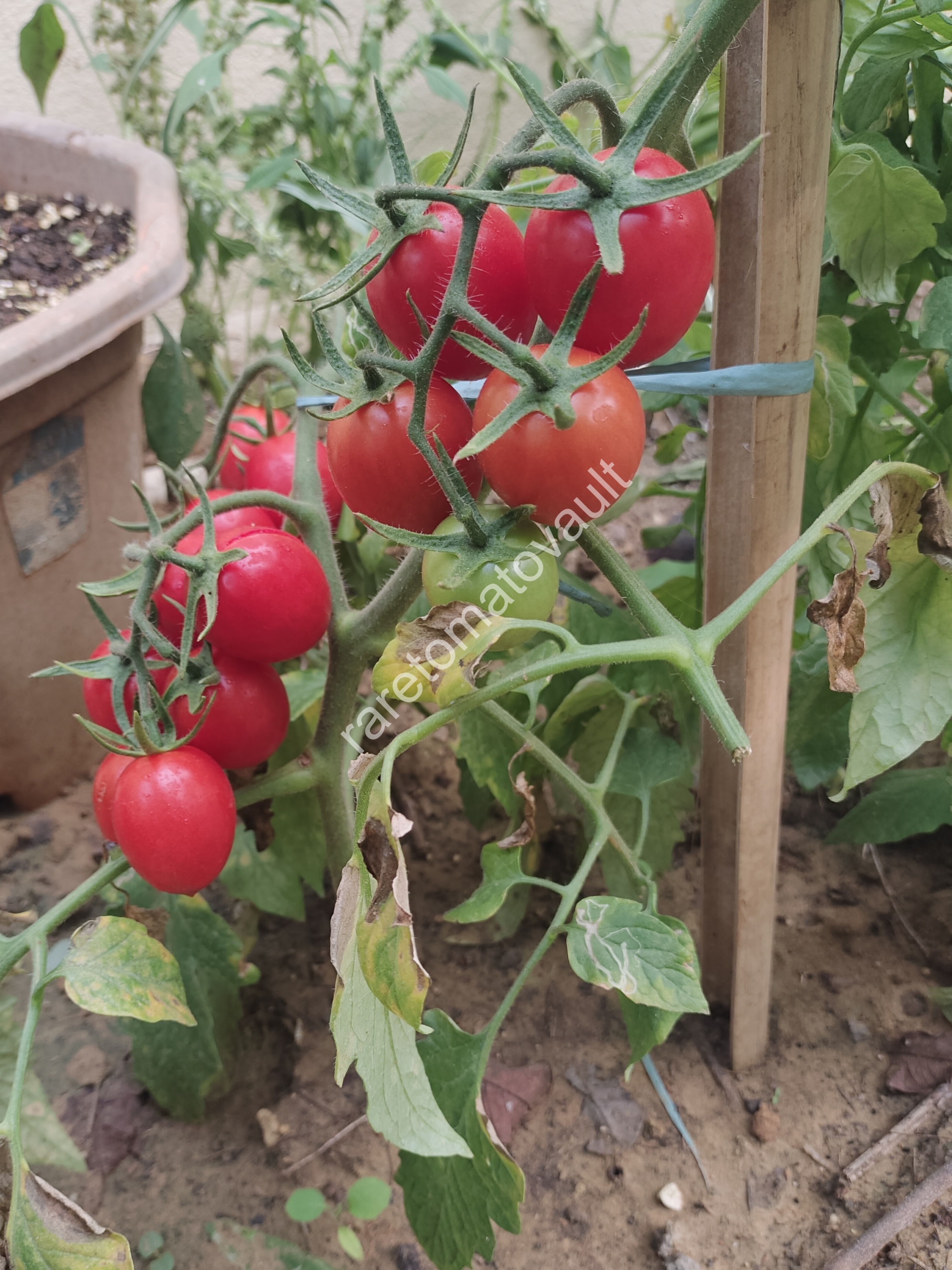 Thai Pink Eggs Heirloom Tomato