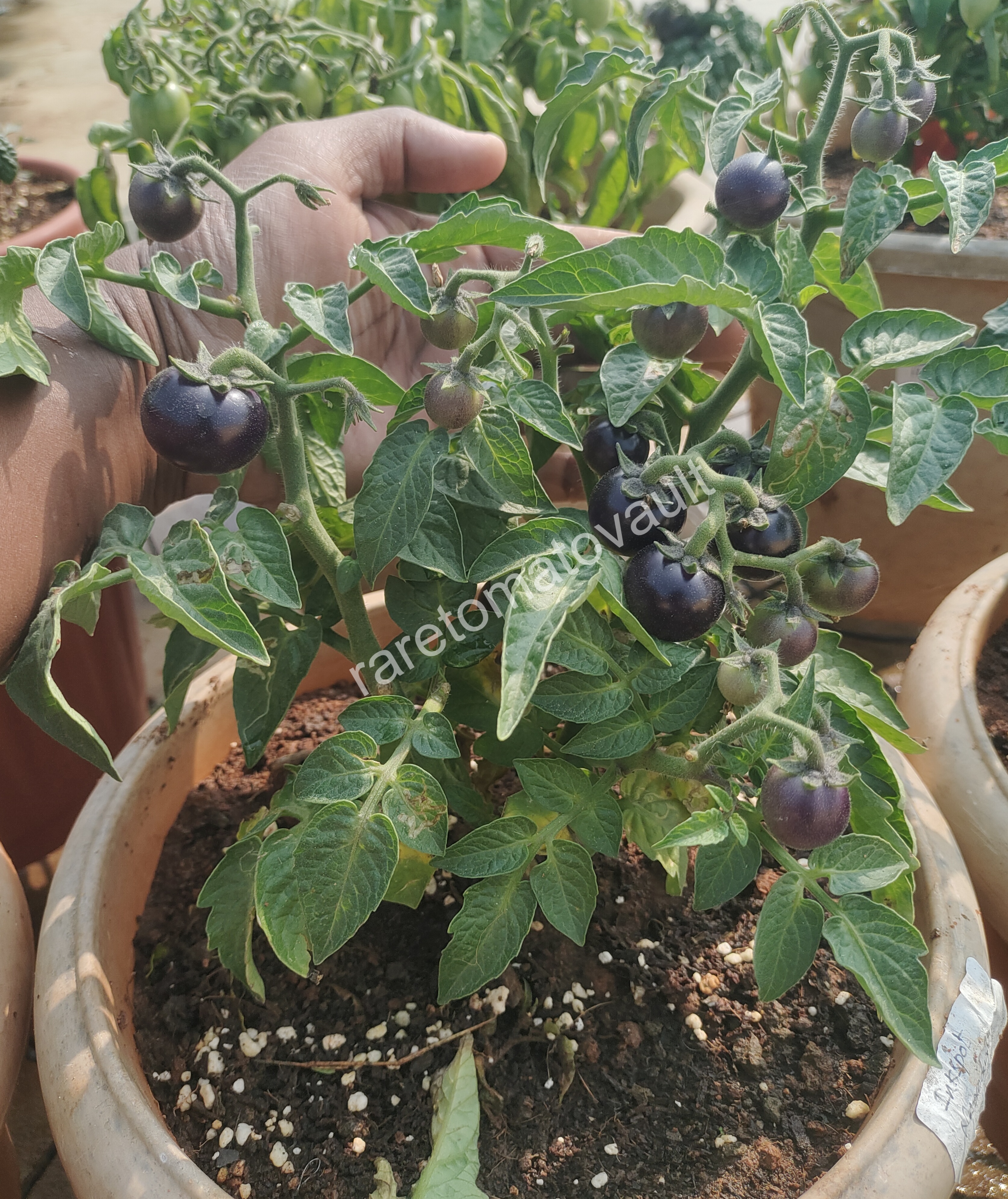 Inkspot Micro Dwarf Tomato