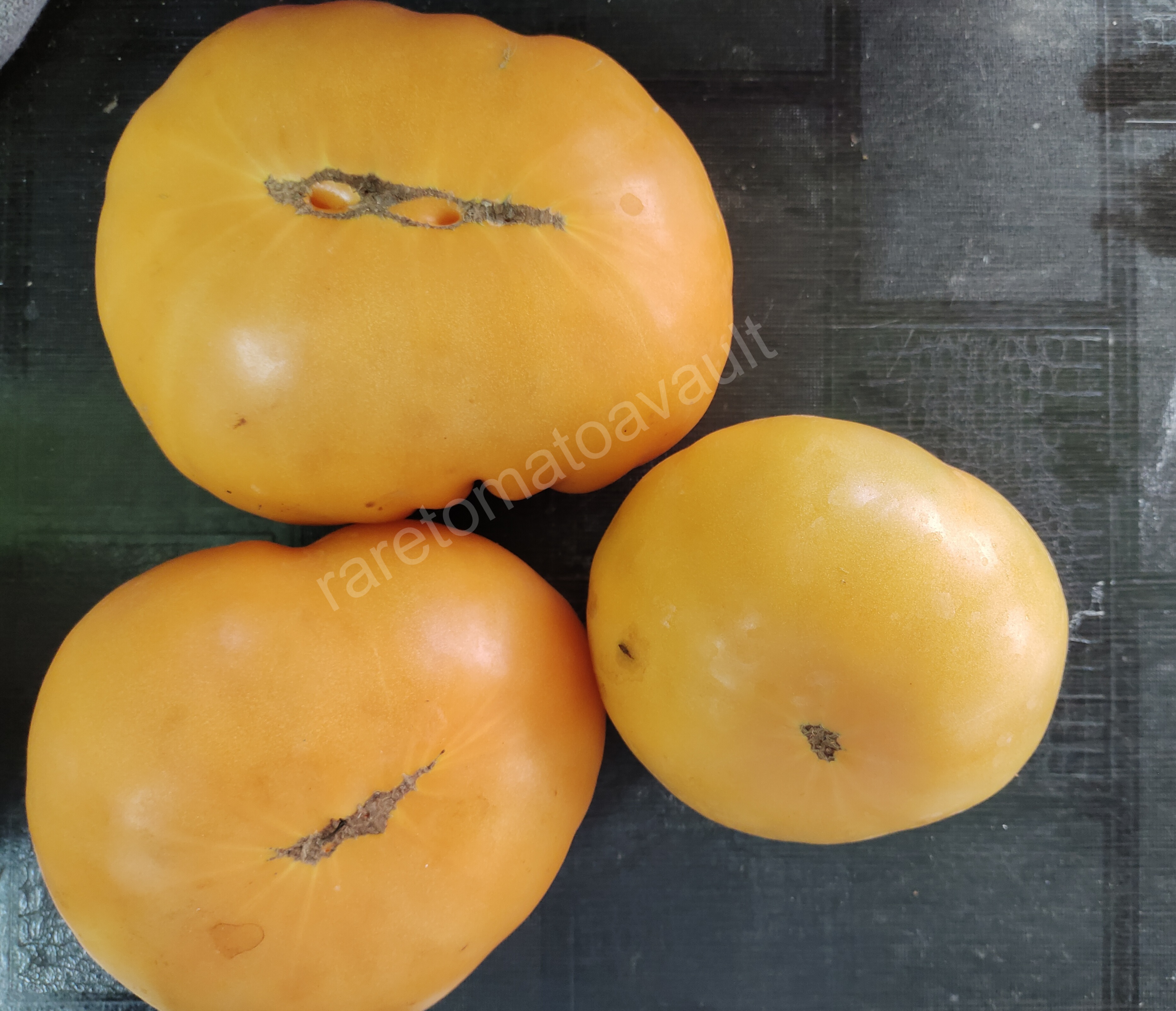 Kellogs breakfast Tomato (West Virginia Heirloom)