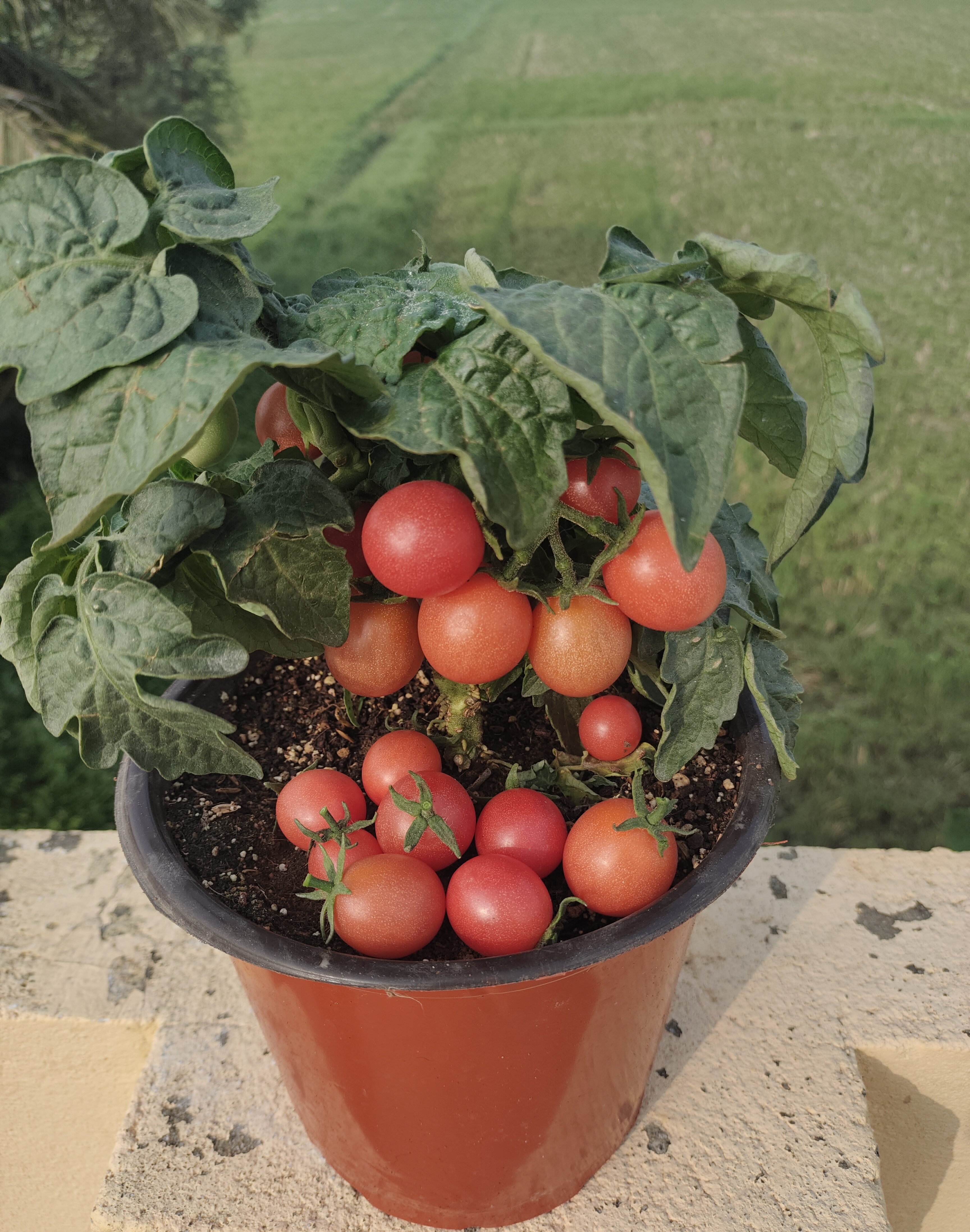 Rosy Finch Micro Dwarf Tomato