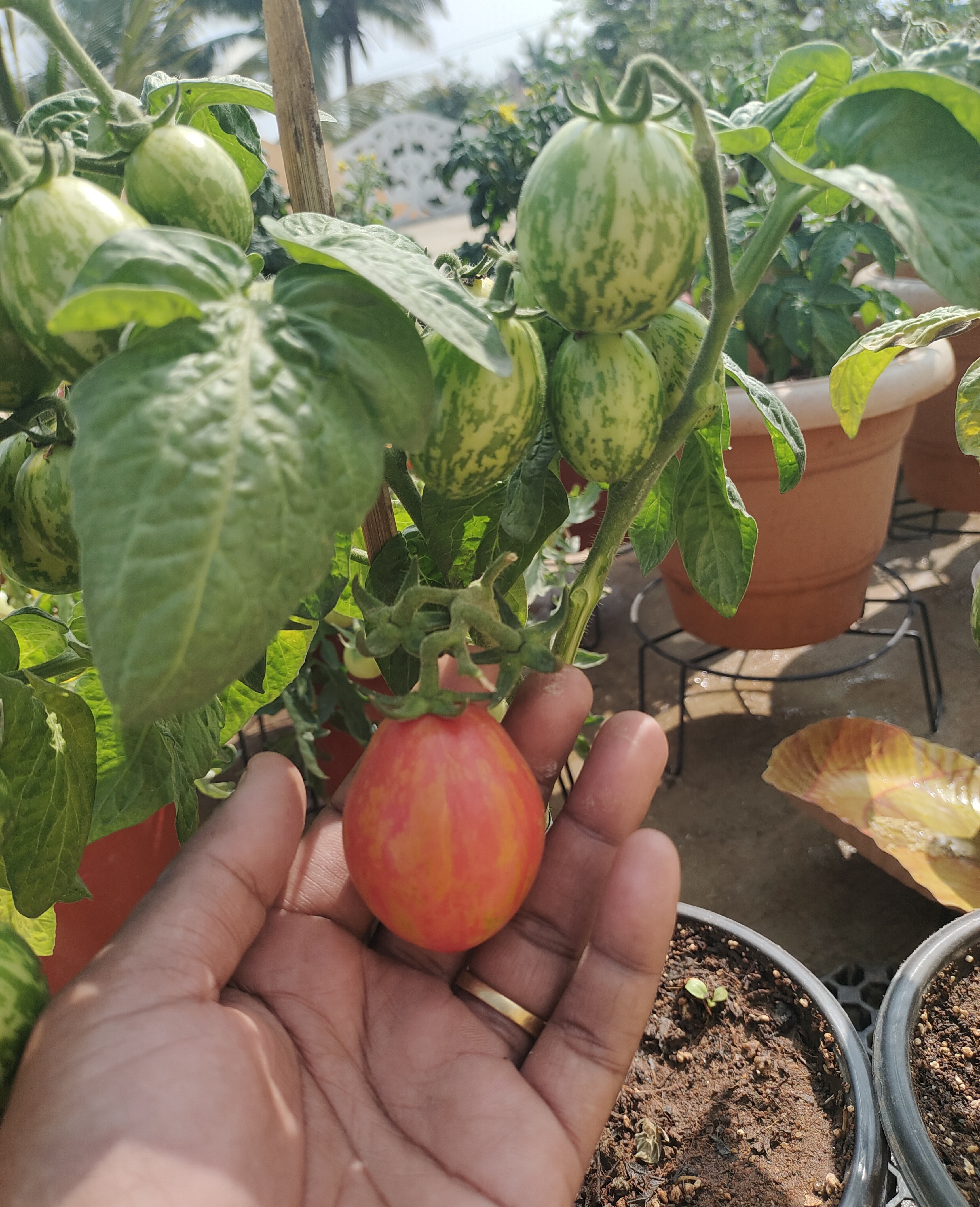 Nepas 10 Bush Variety Tomato