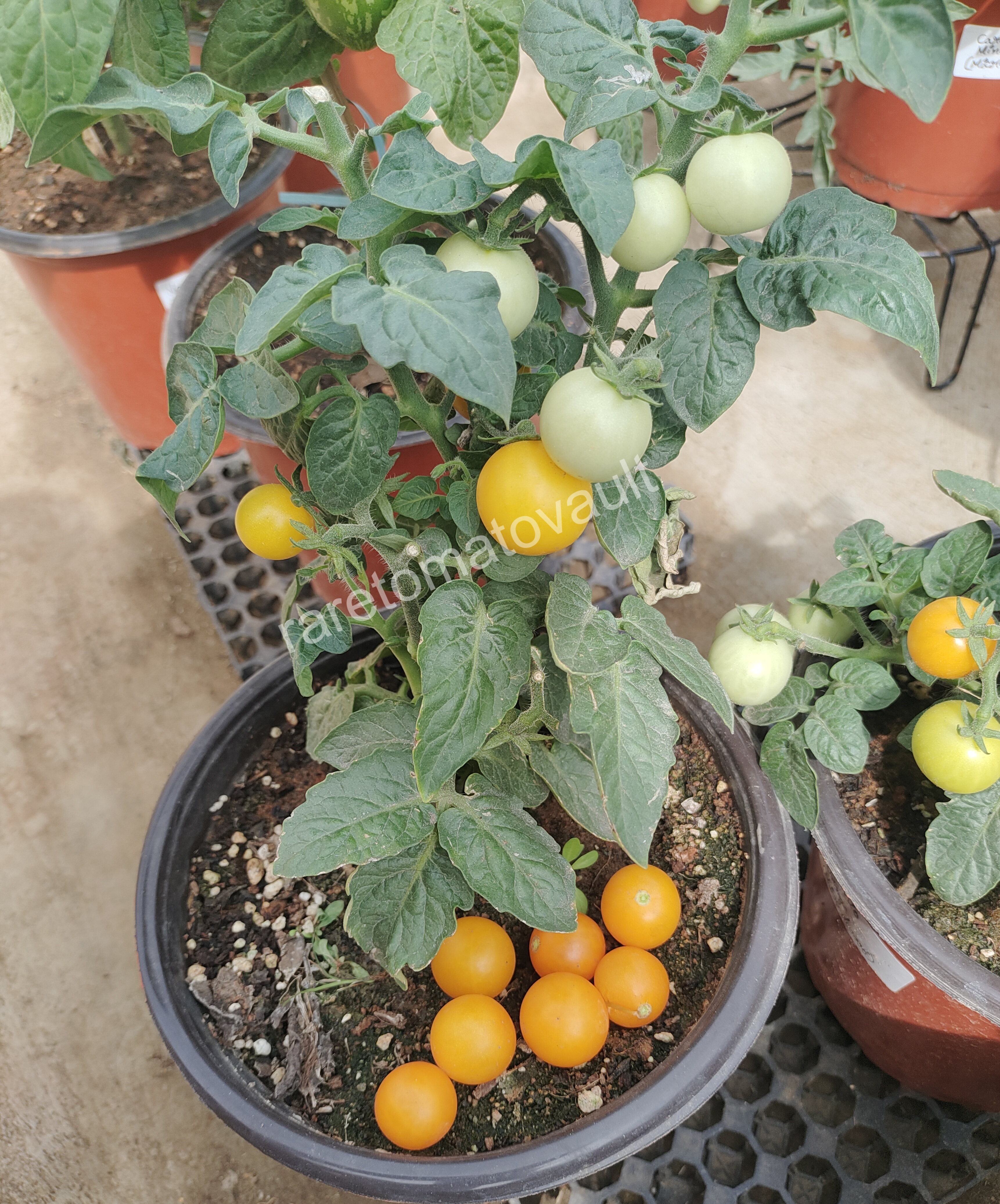 Pinocchio Orange Micro Dwarf Tomato