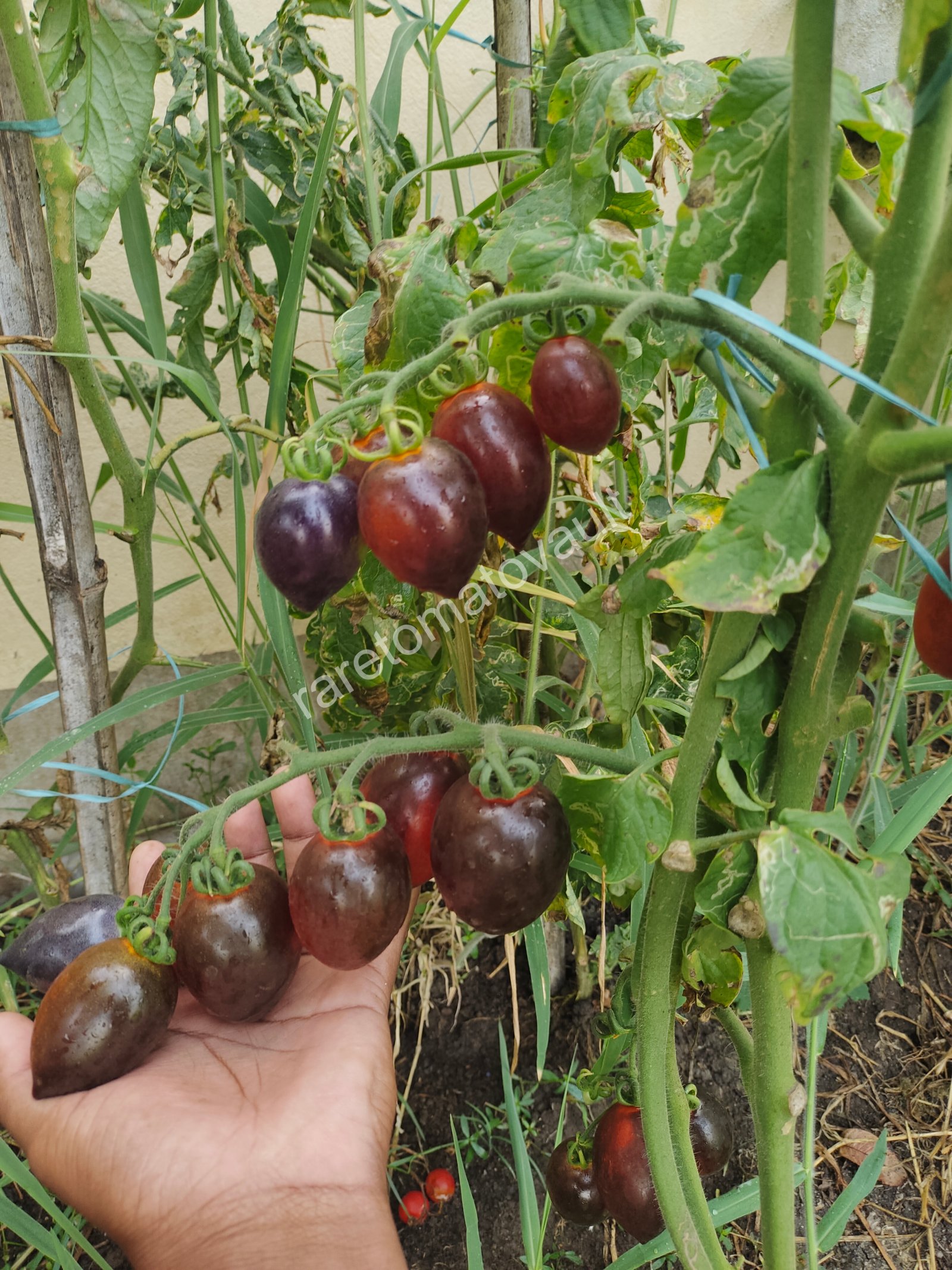 Blue Marzano Tomato (Naples, Italy)