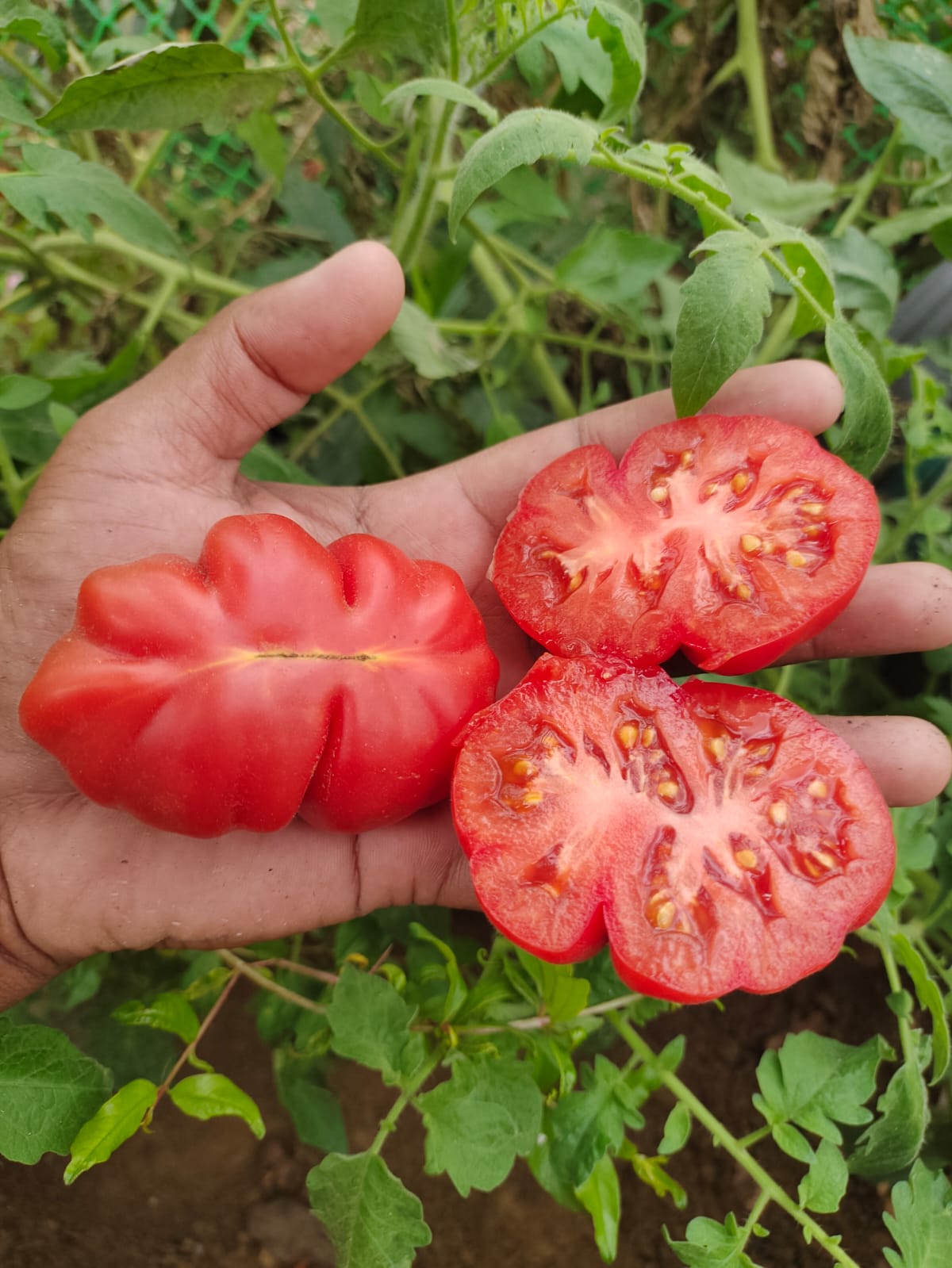 Zapotec (Mexican Heirloom)