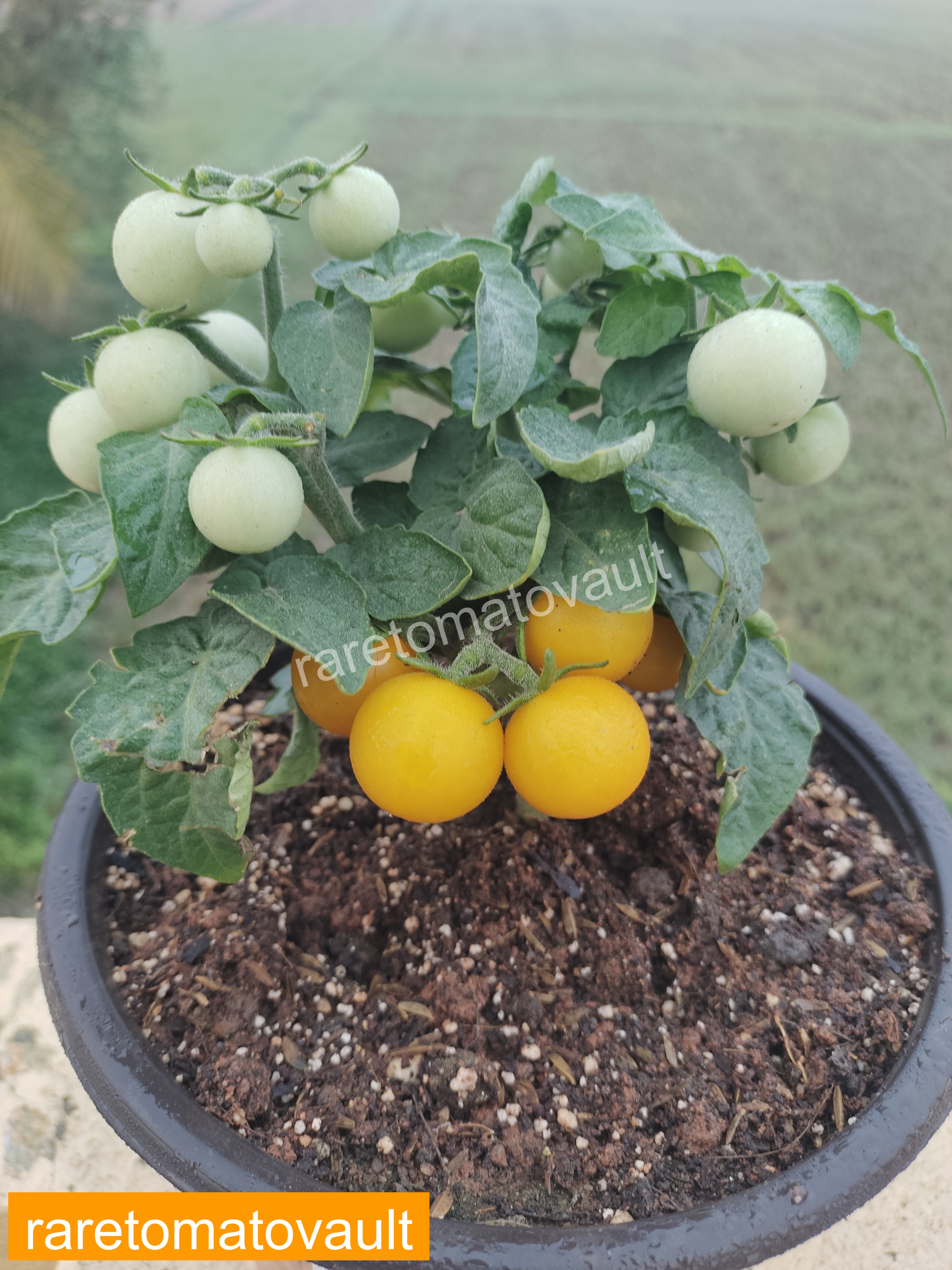 Orange Hat Micro Dwarf Tomato