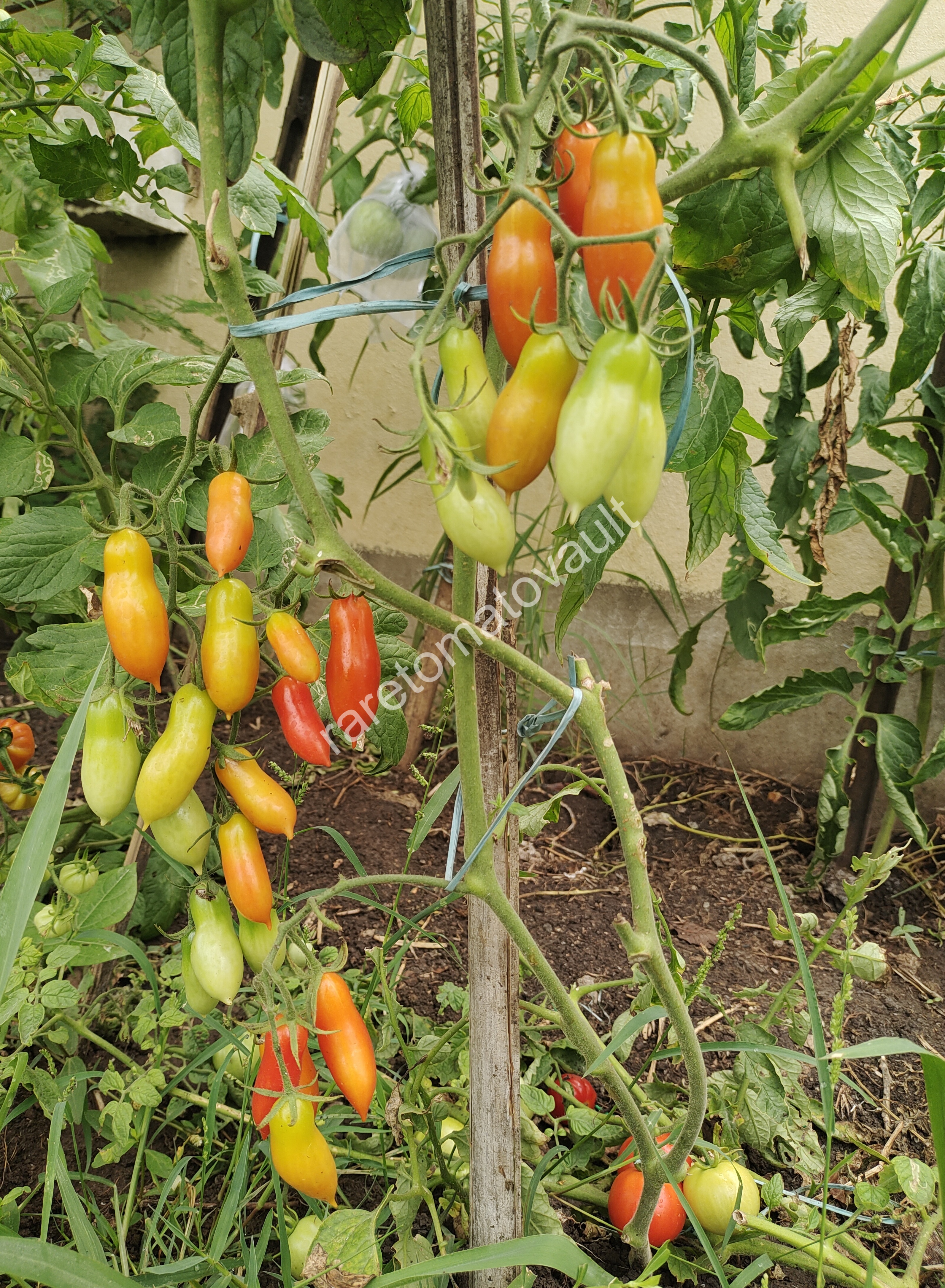 Pelino-2014 Tomato