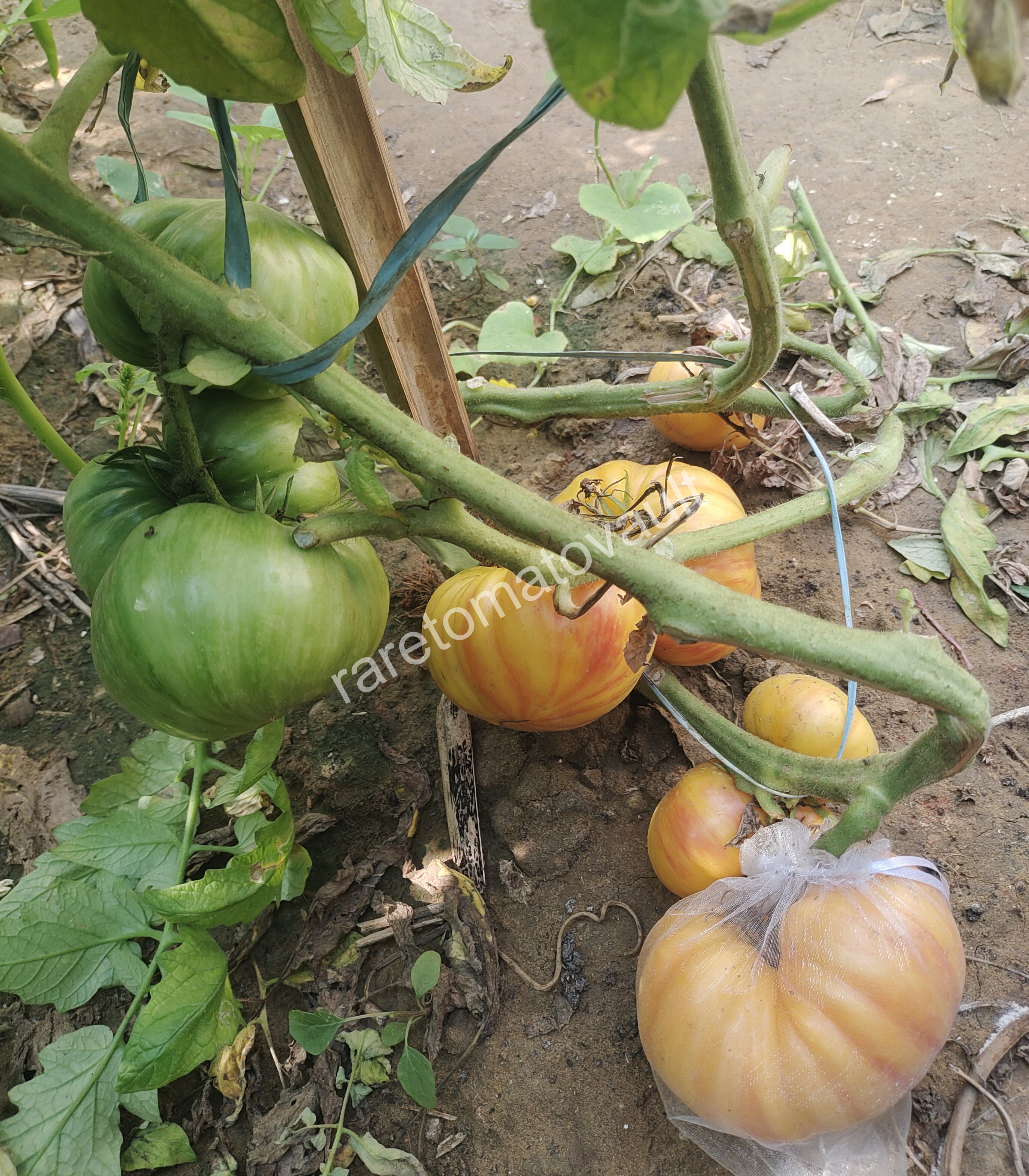 Lithium Sunset Tomato (USA Heirloom)
