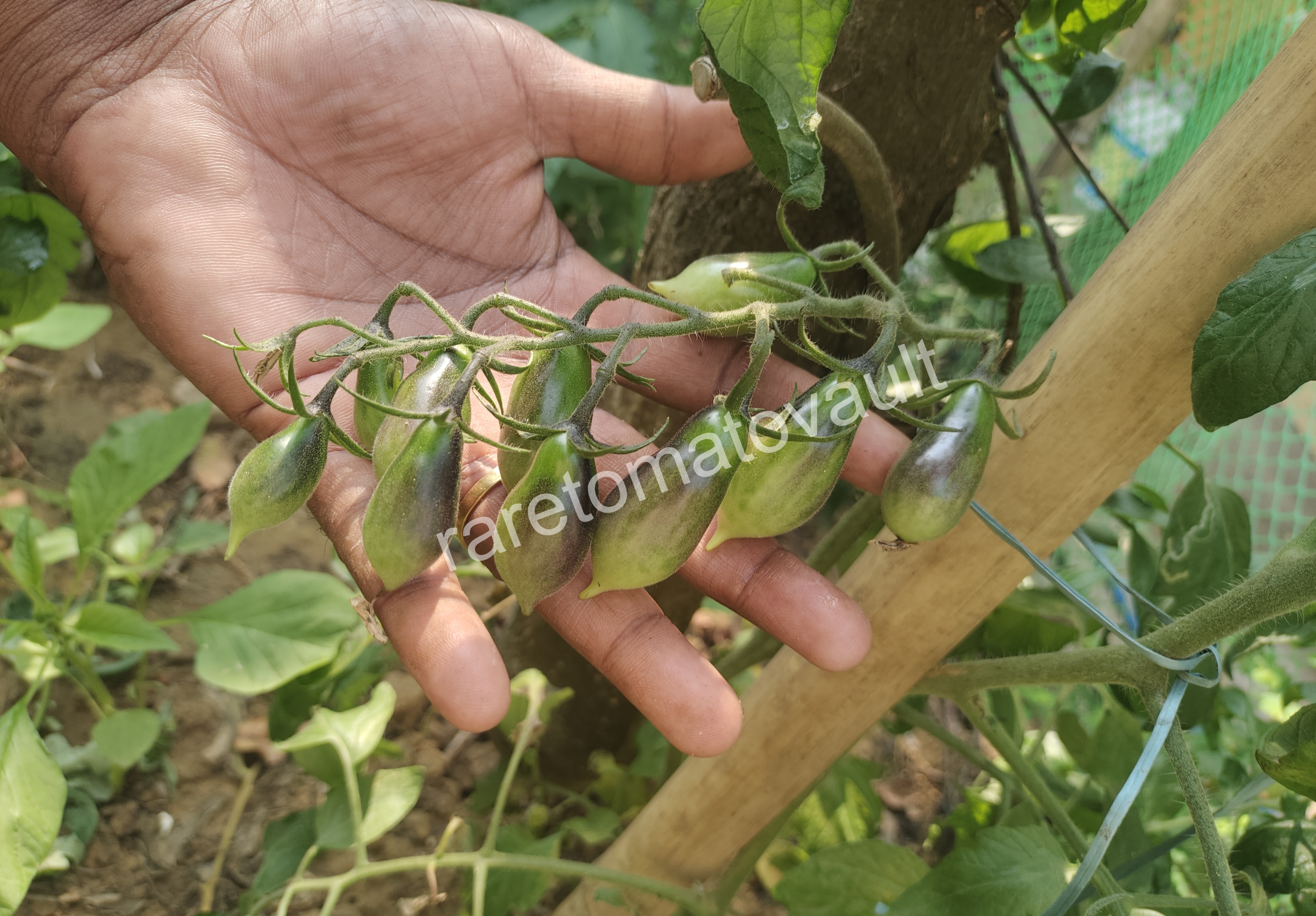 Kumquat Opal Tomato