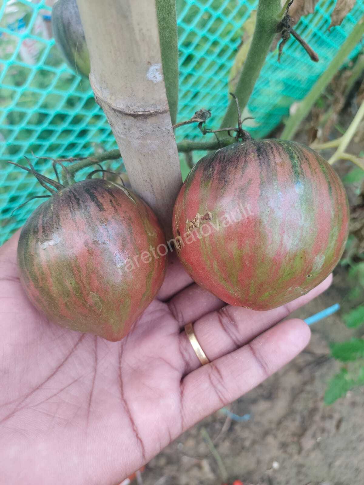 Rebel Starfighter Prime Heirloom Tomato