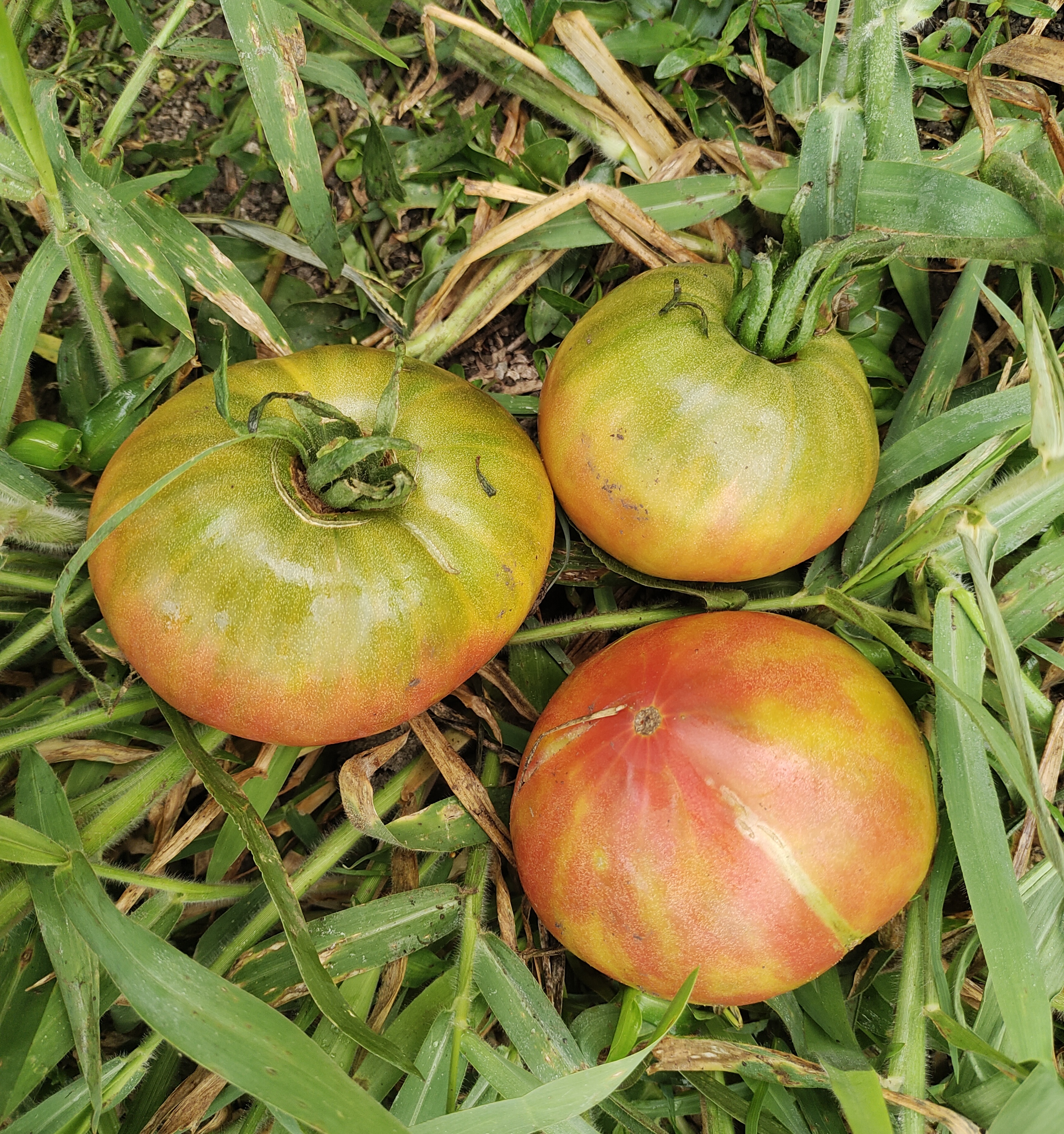 Karen Olivier: The Canadian Breeder Behind Stunning Heirloom Tomatoes