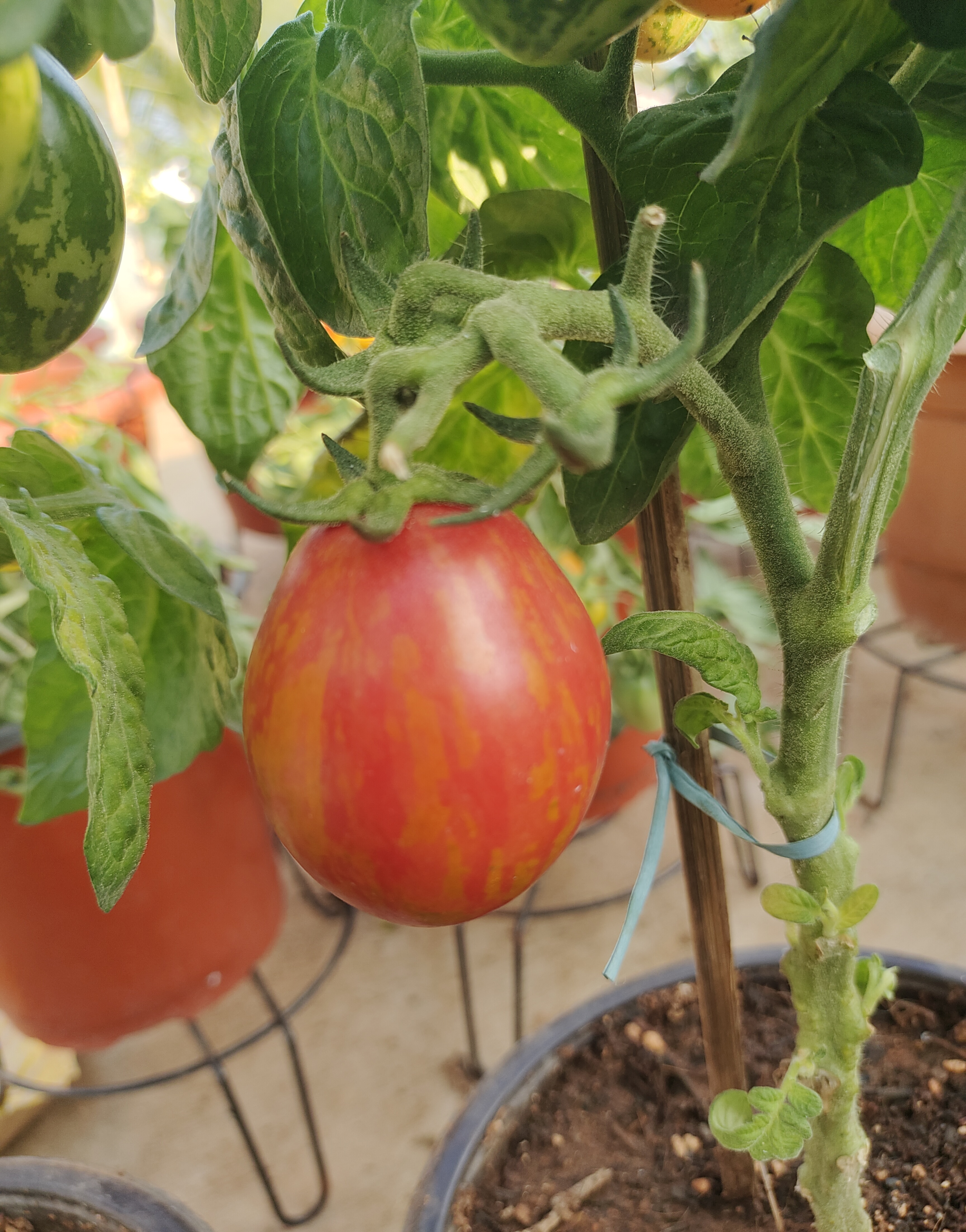 Nepas 10 Bush Variety Tomato