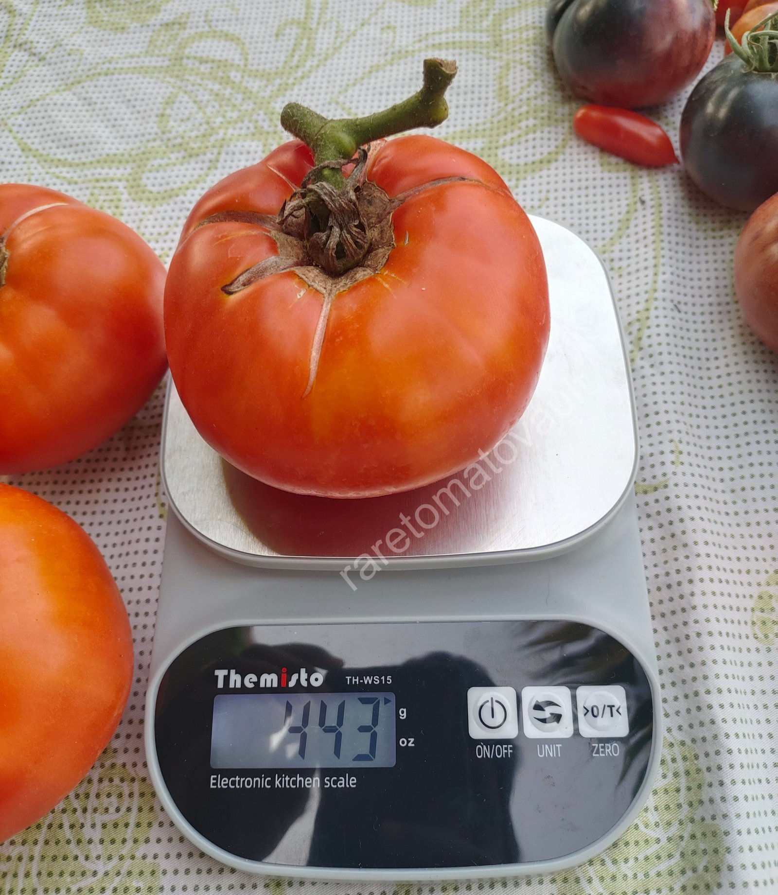 Brandywine OTV Tomato (Classic Heirloom)