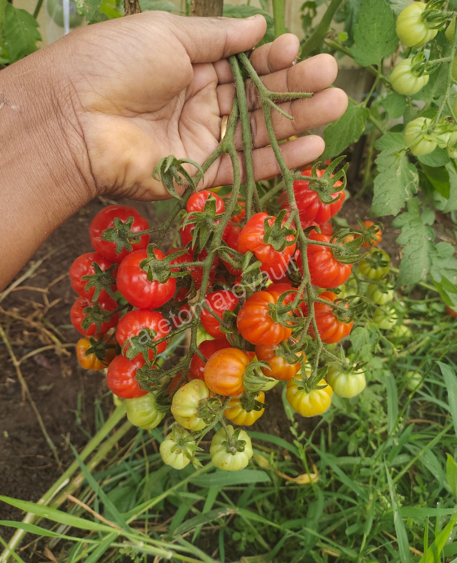 Accordion Cherry Multiflora Tomato