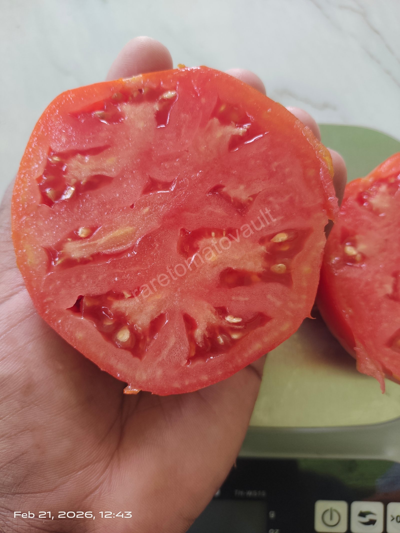 Amish Paste Tomato (1870's US heirloom)