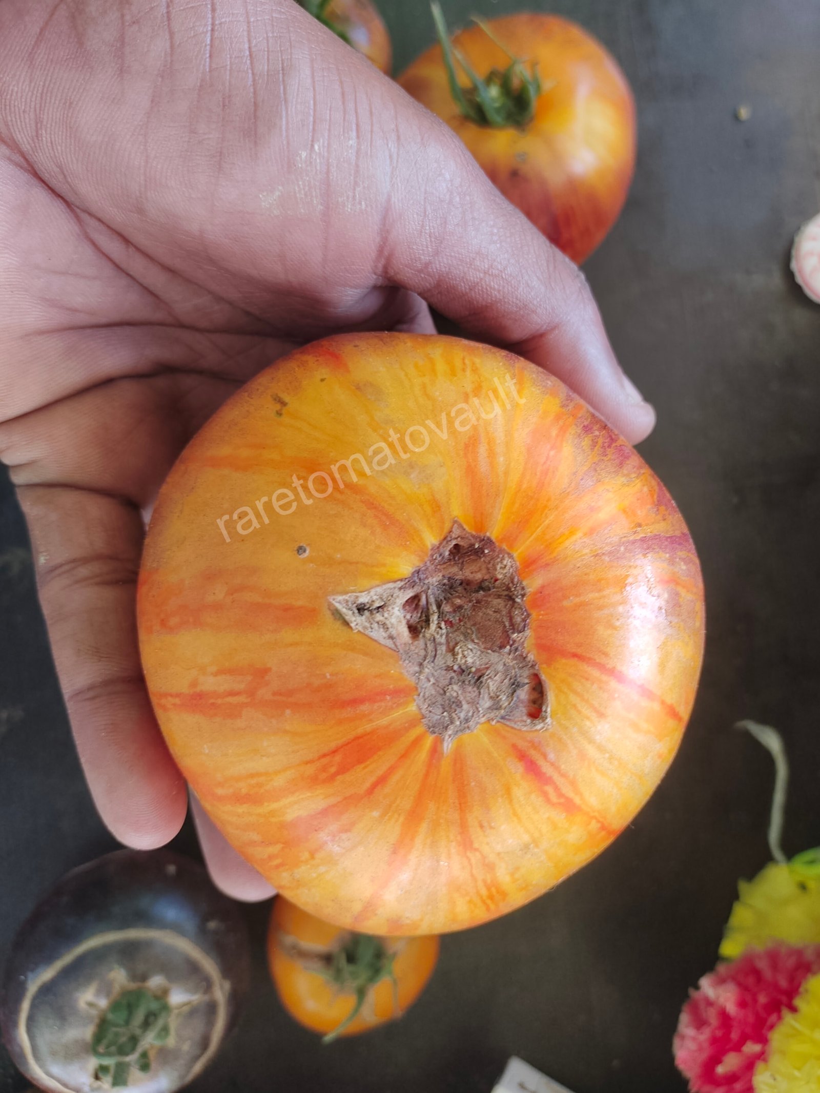 Alice Dream Tomato
