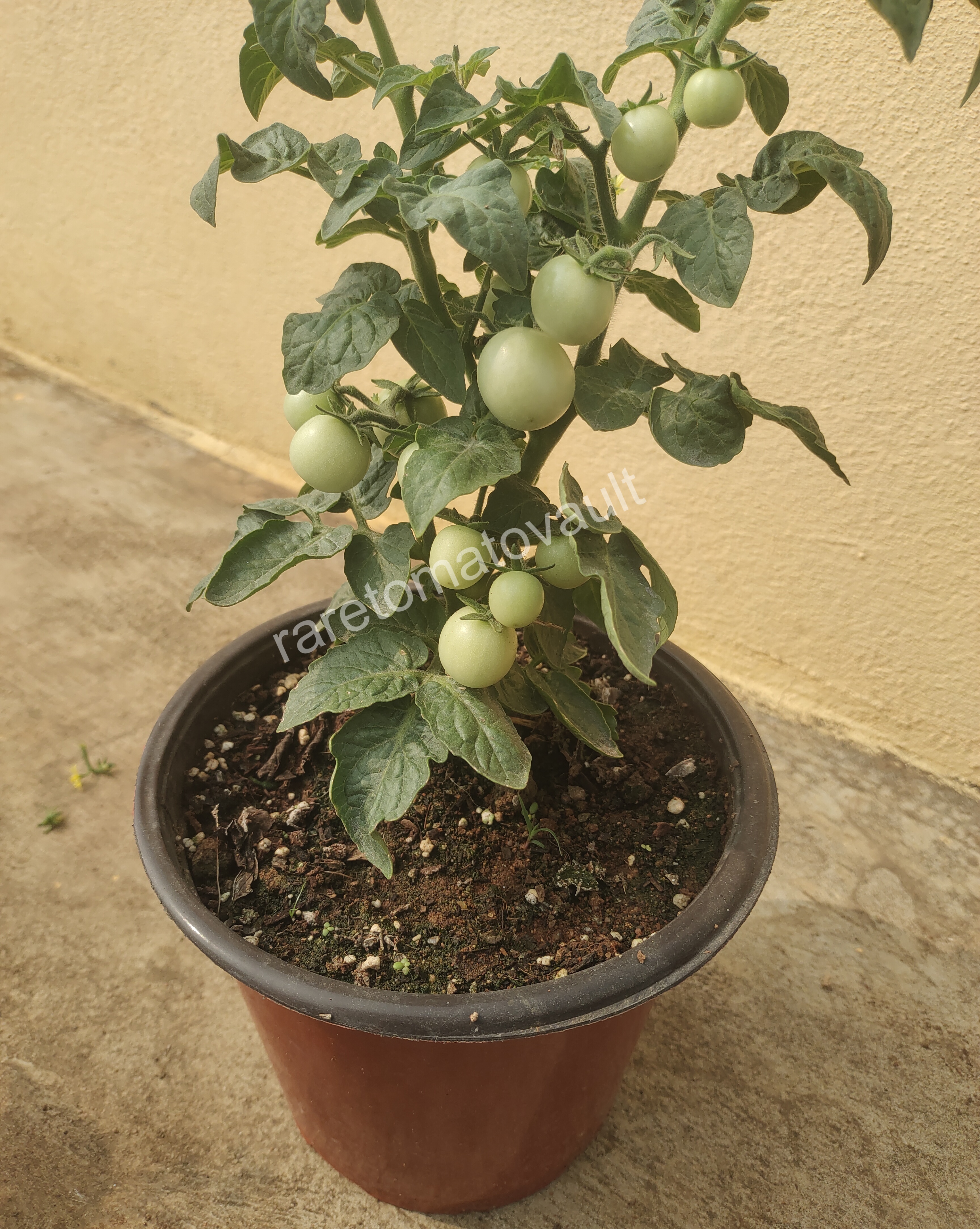 Pinocchio Orange Micro Dwarf Tomato