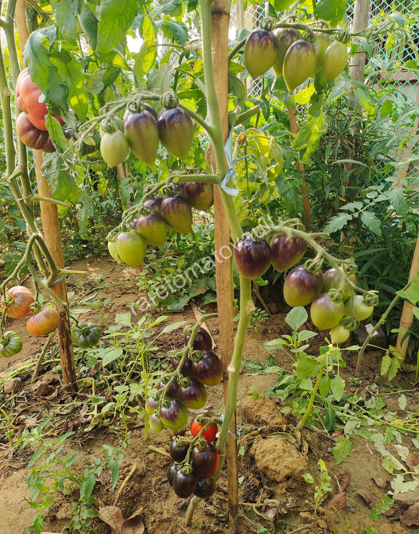 Blue Marzano Tomato (Naples, Italy)