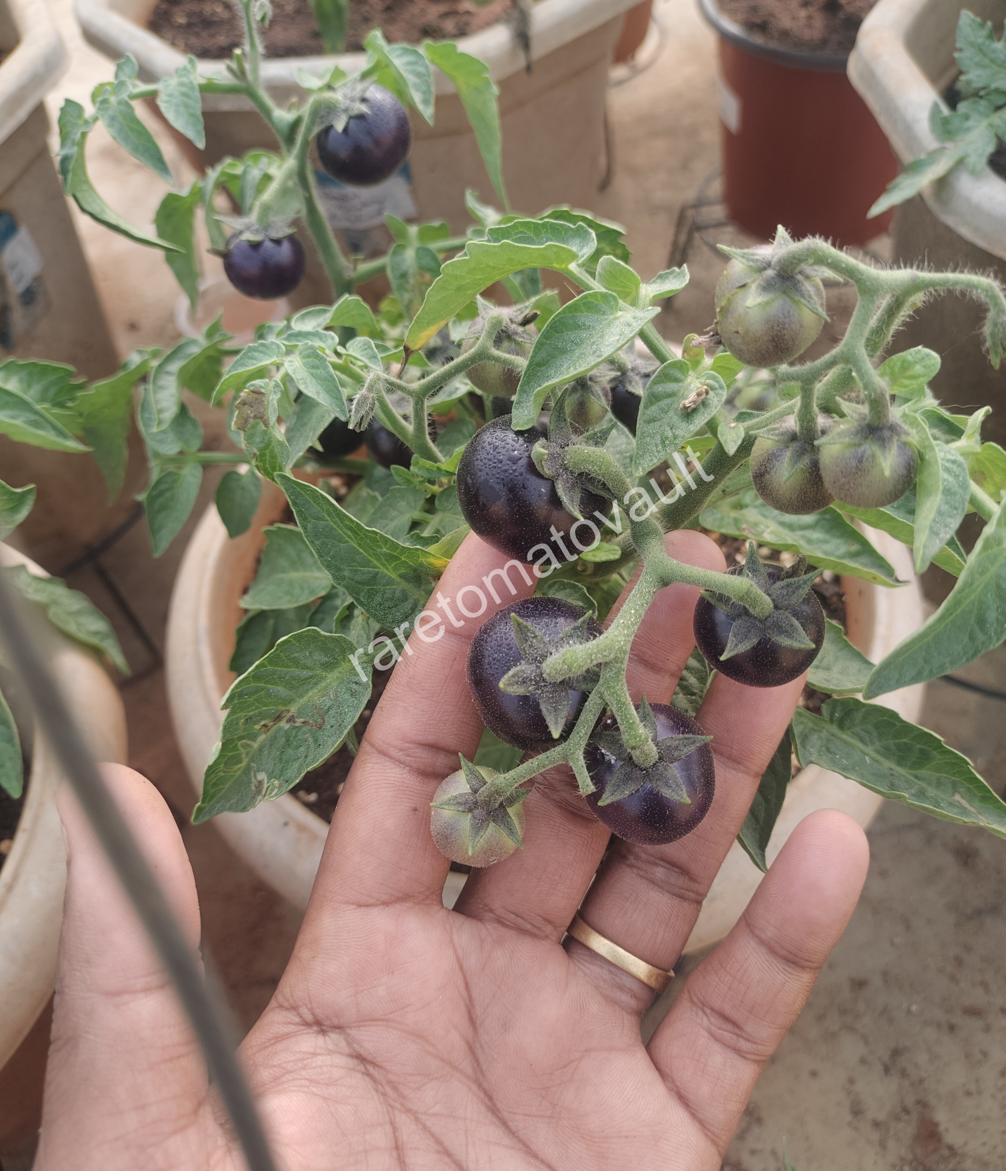 Inkspot Micro Dwarf Tomato