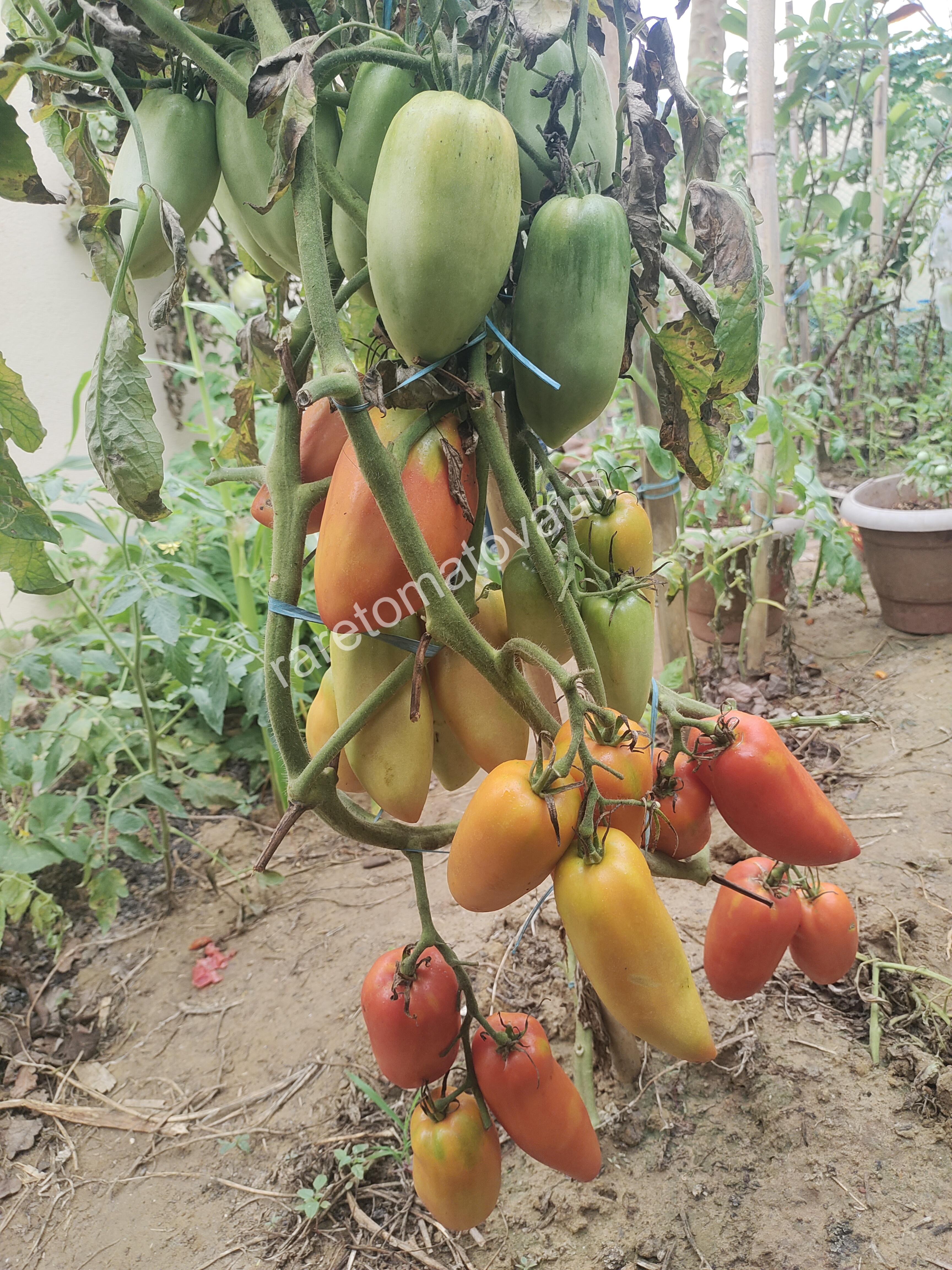 San Marzano Redorta Tomato (Italy)