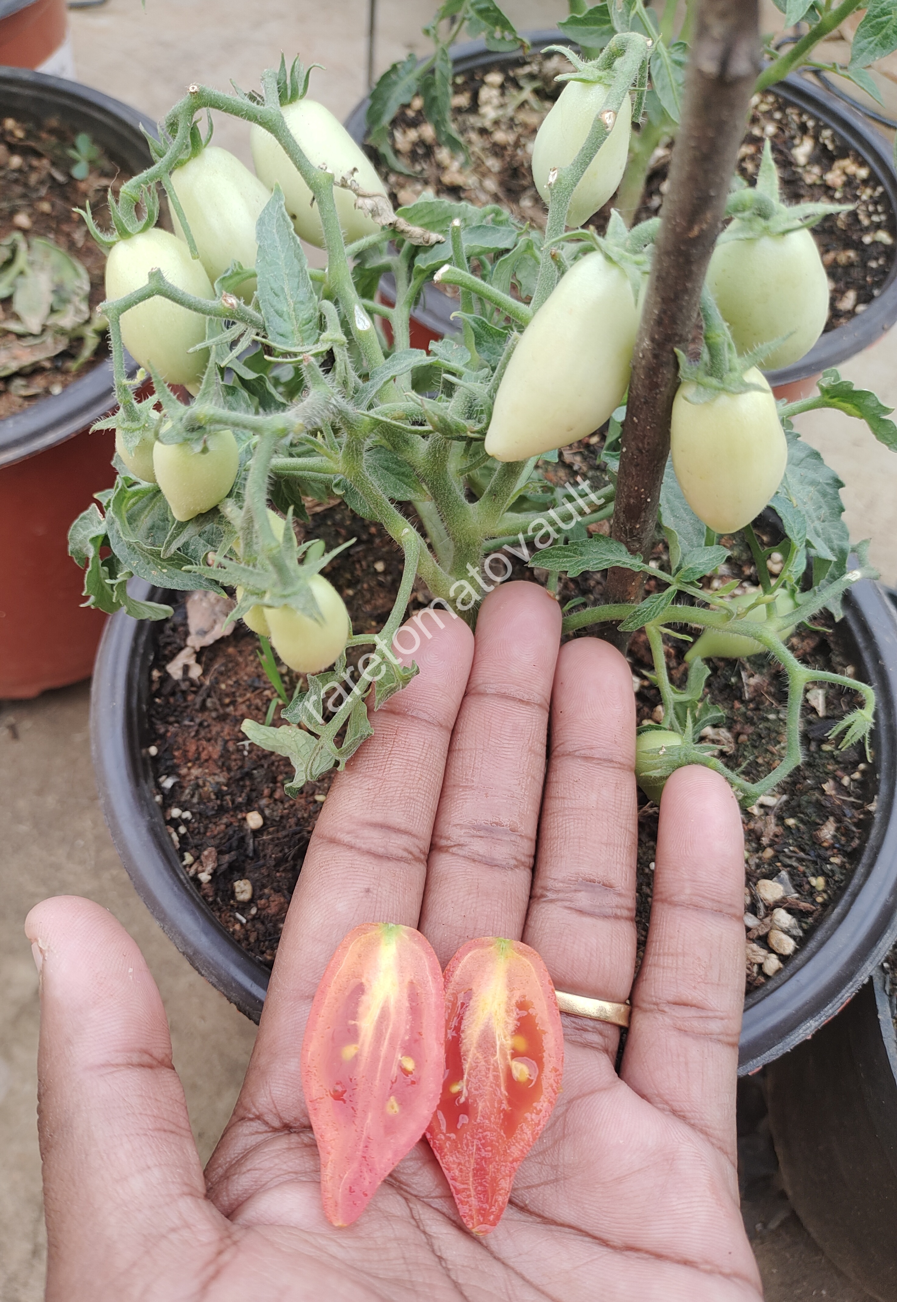 Plumbrella Rosa Micro Dwarf Tomato