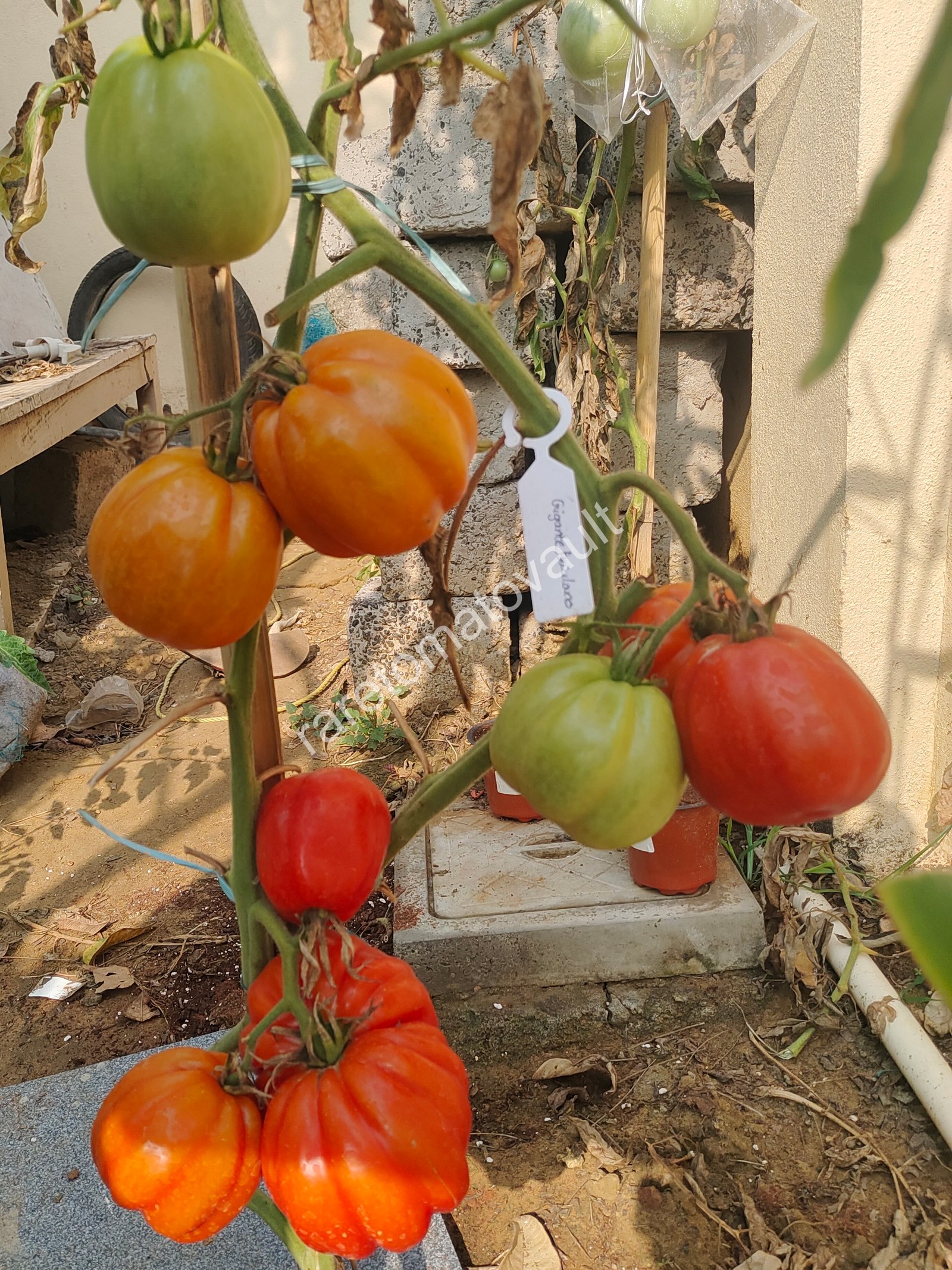 Gigante Friulano Tomato (Italy)