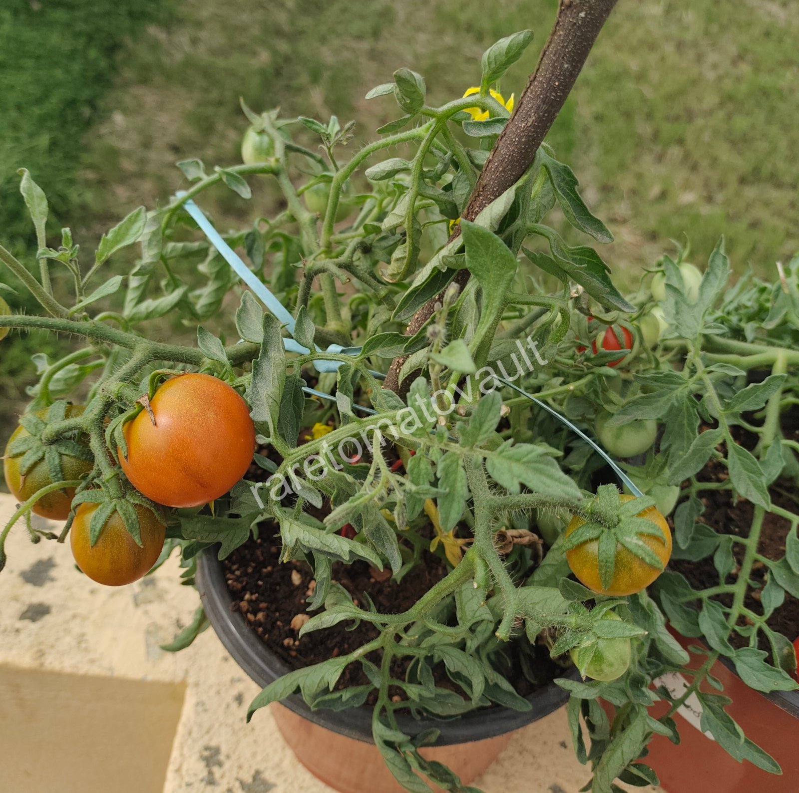 Carrot Mini Micro Dwarf Tomato