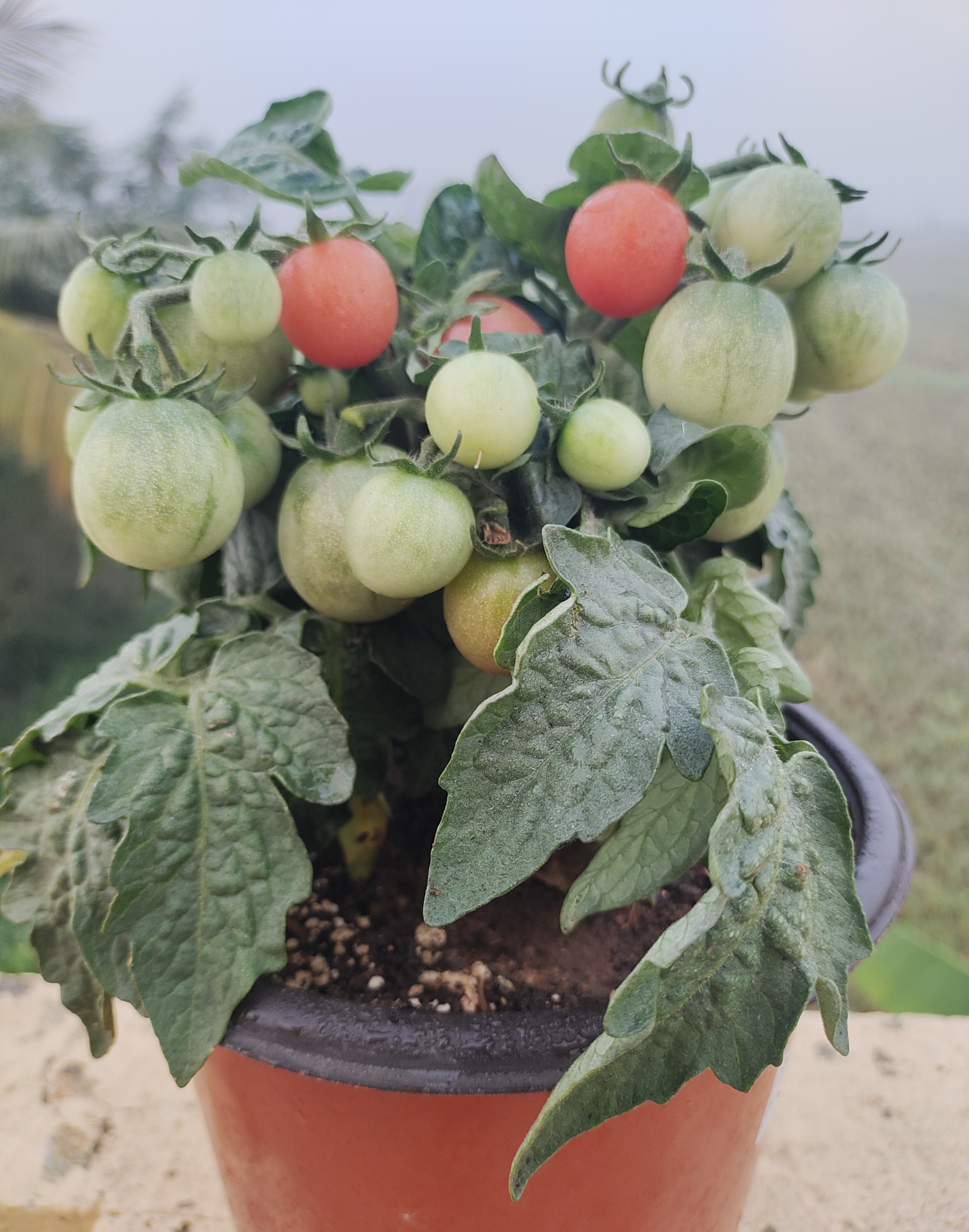 Rosy Finch Micro Dwarf Tomato