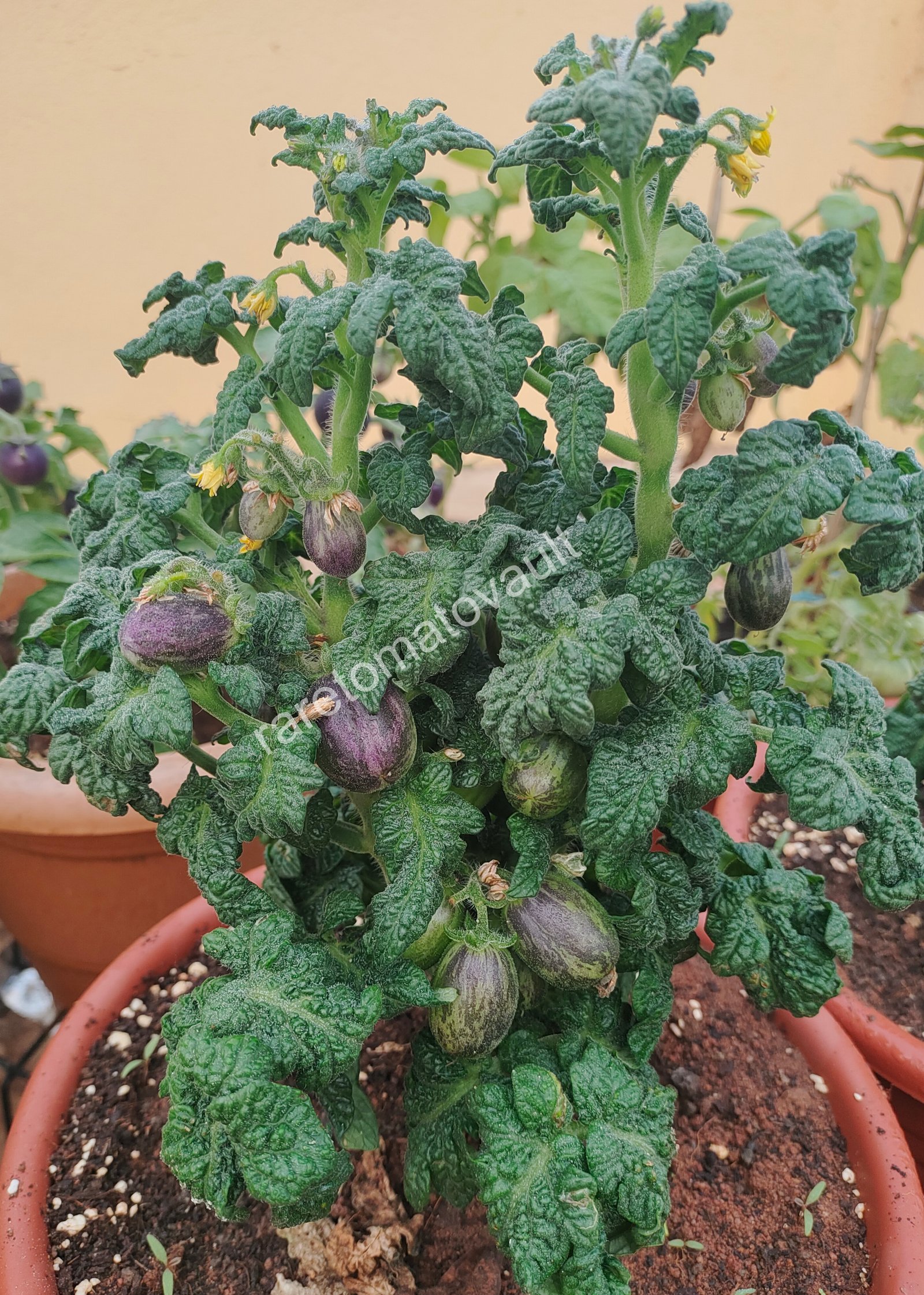 Curly Fire Micro Dwarf Tomato