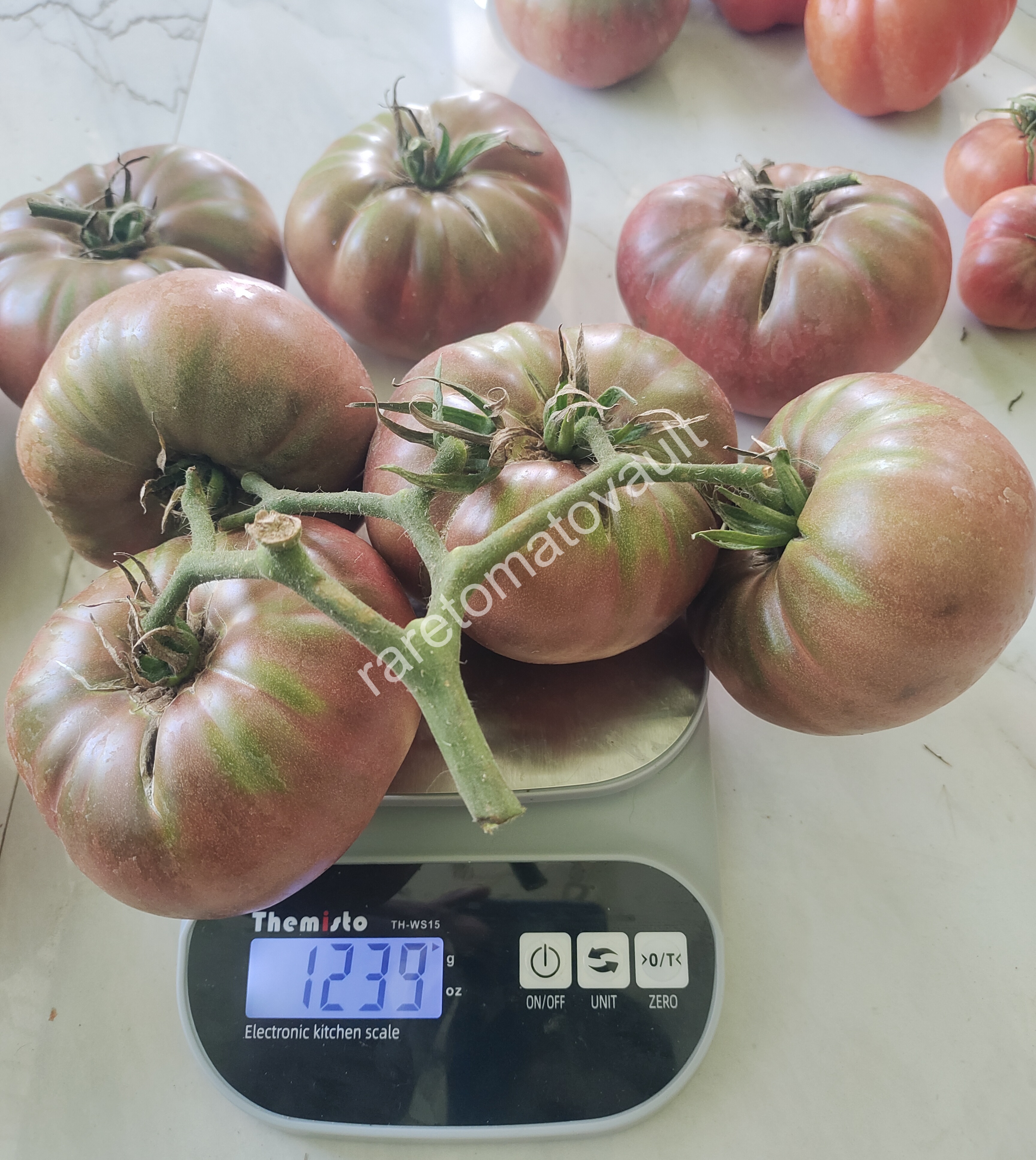 One Trick Pony Tomato (Canada)
