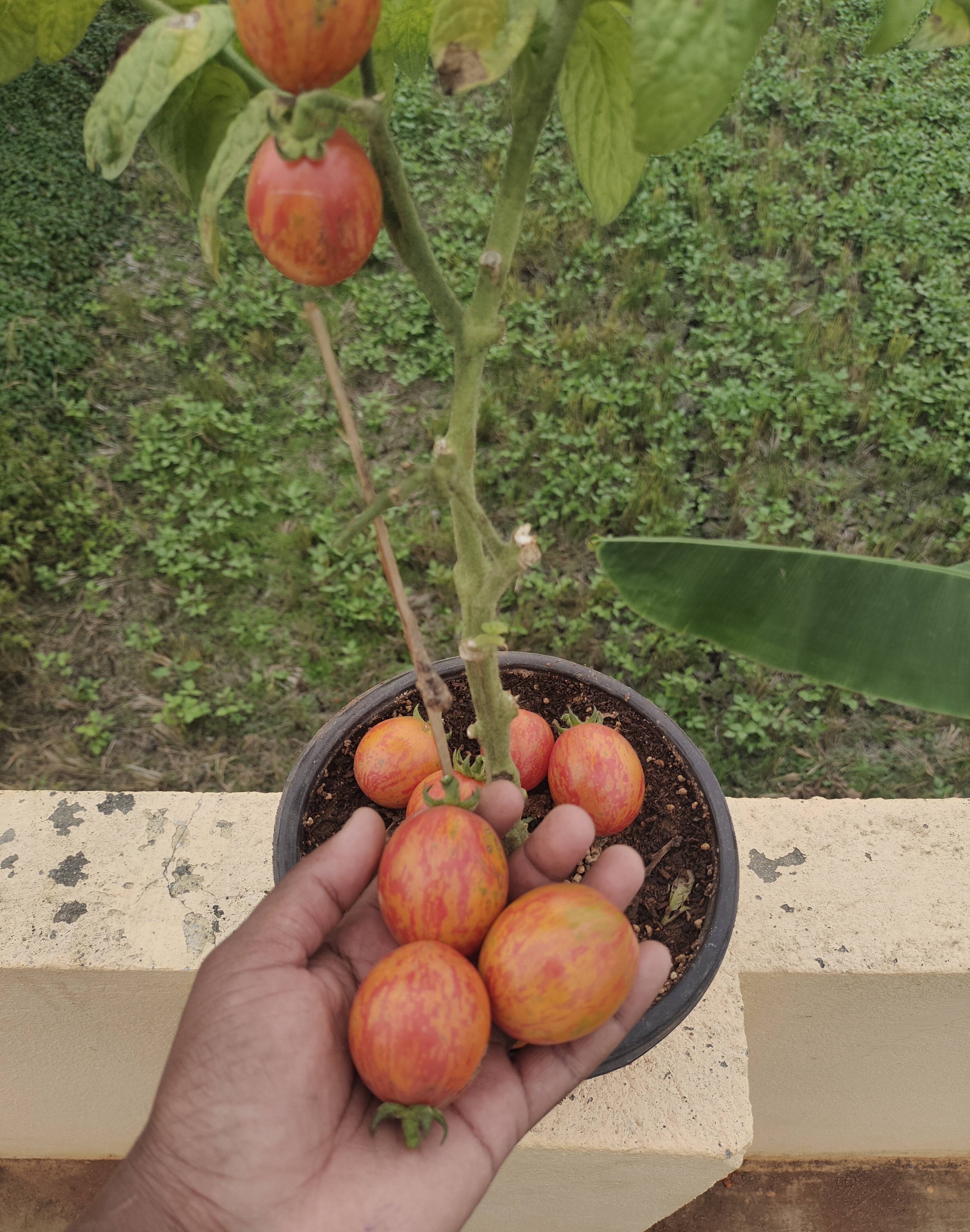 Nepas 10 Bush Variety Tomato