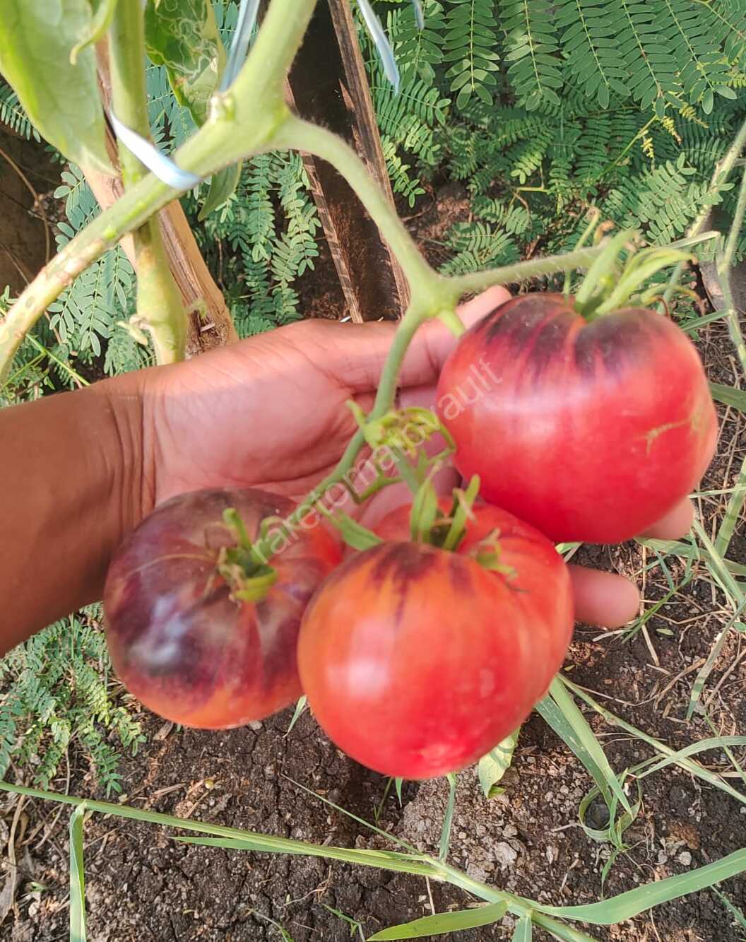 Sgt Peppers Tomato