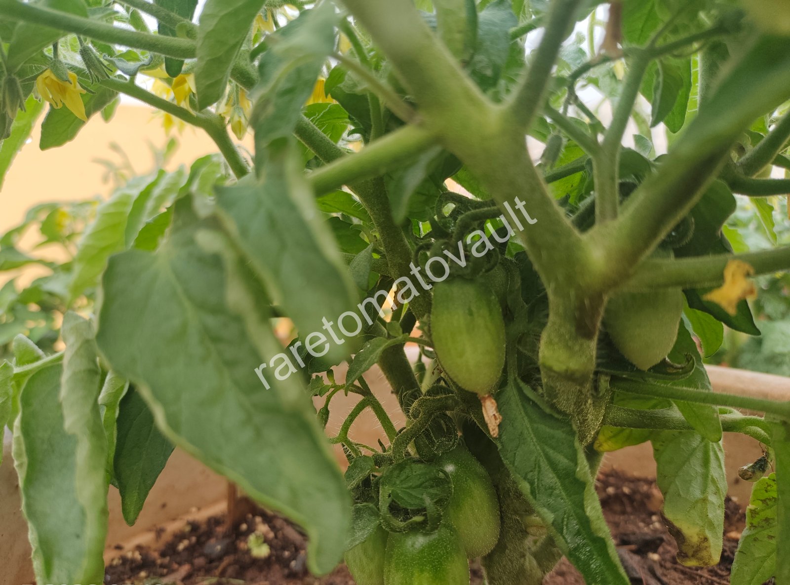 Hardins Miniature Micro Dwarf Tomato