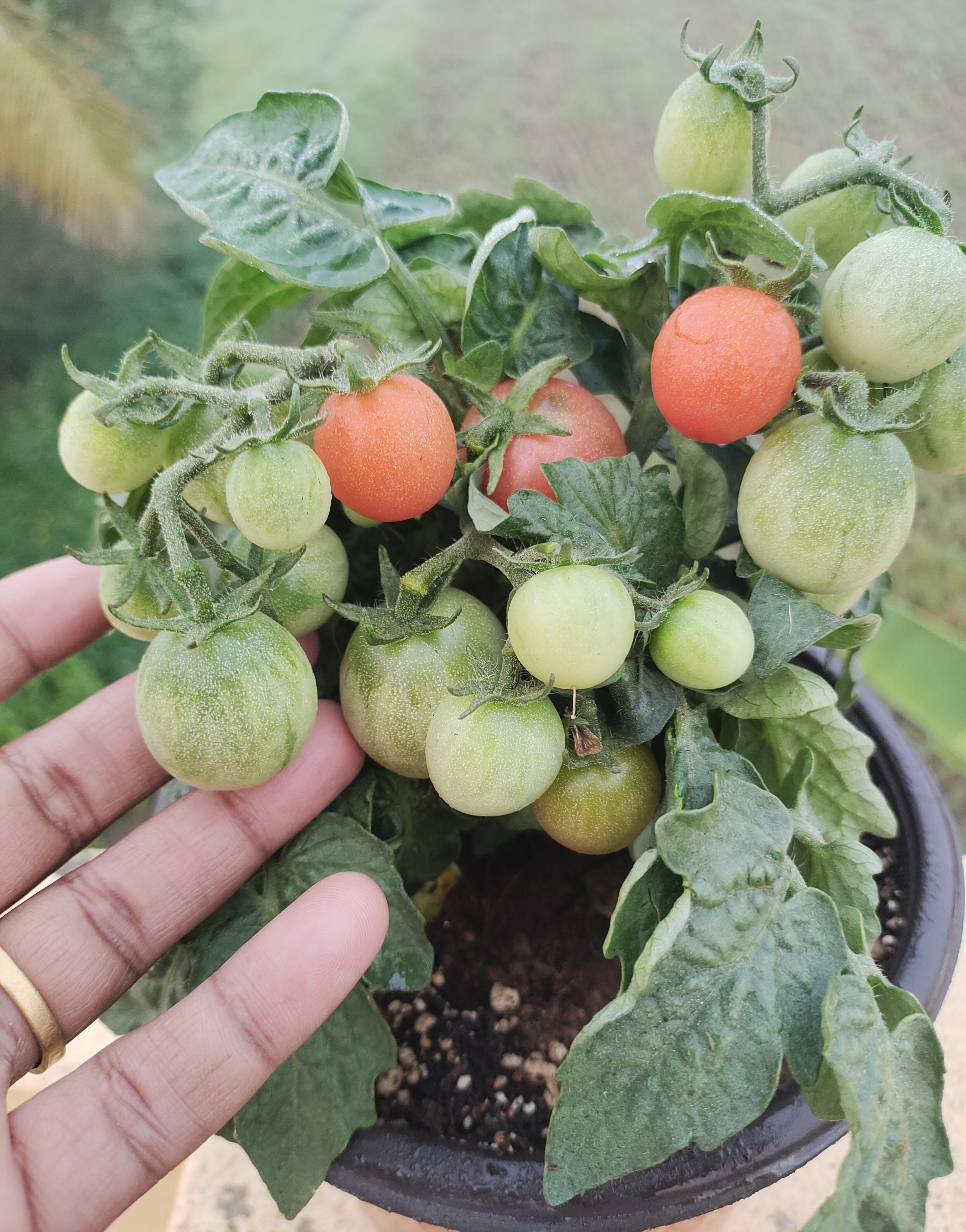 Rosy Finch Micro Dwarf Tomato