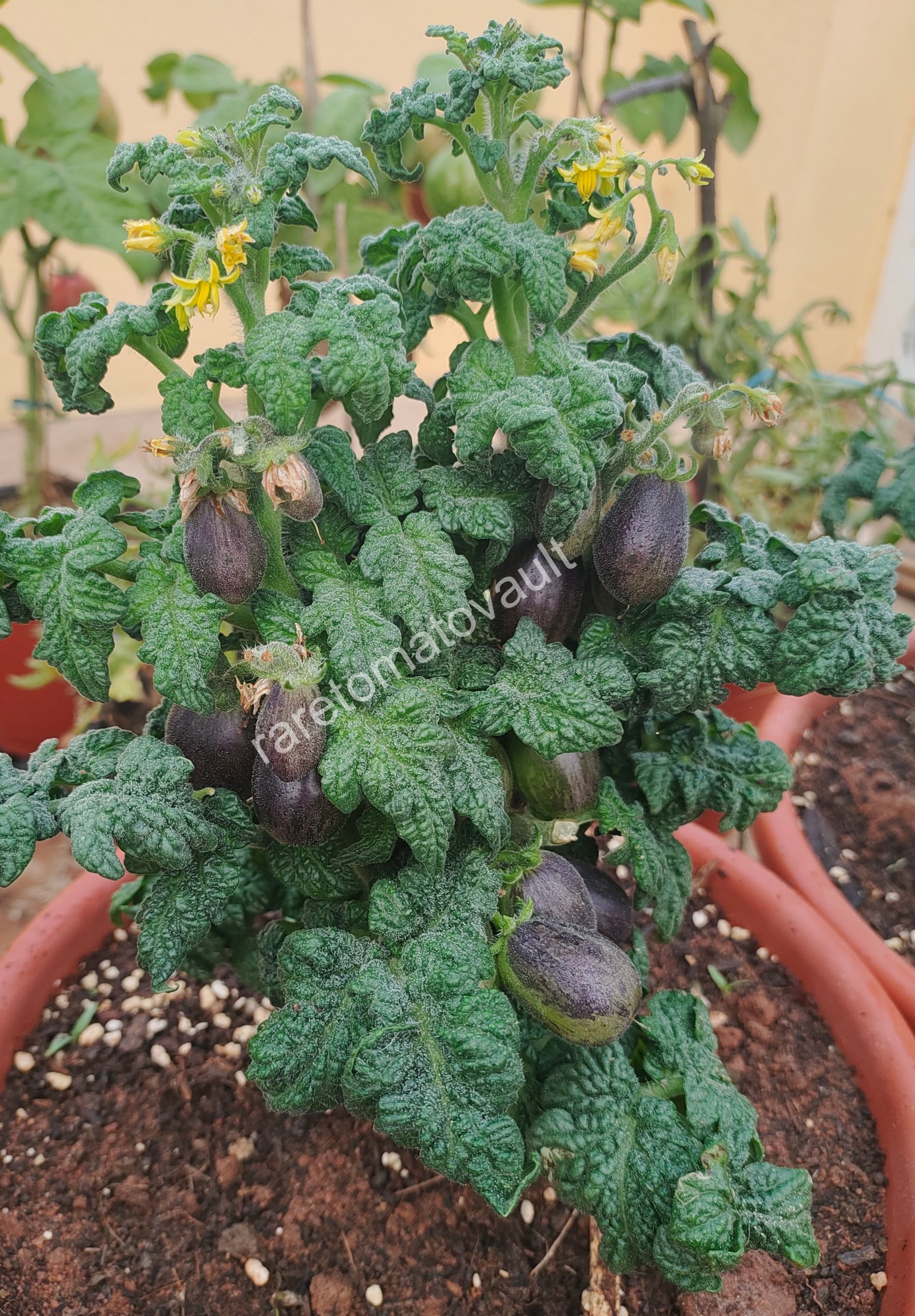Curly Fire Micro Dwarf Tomato