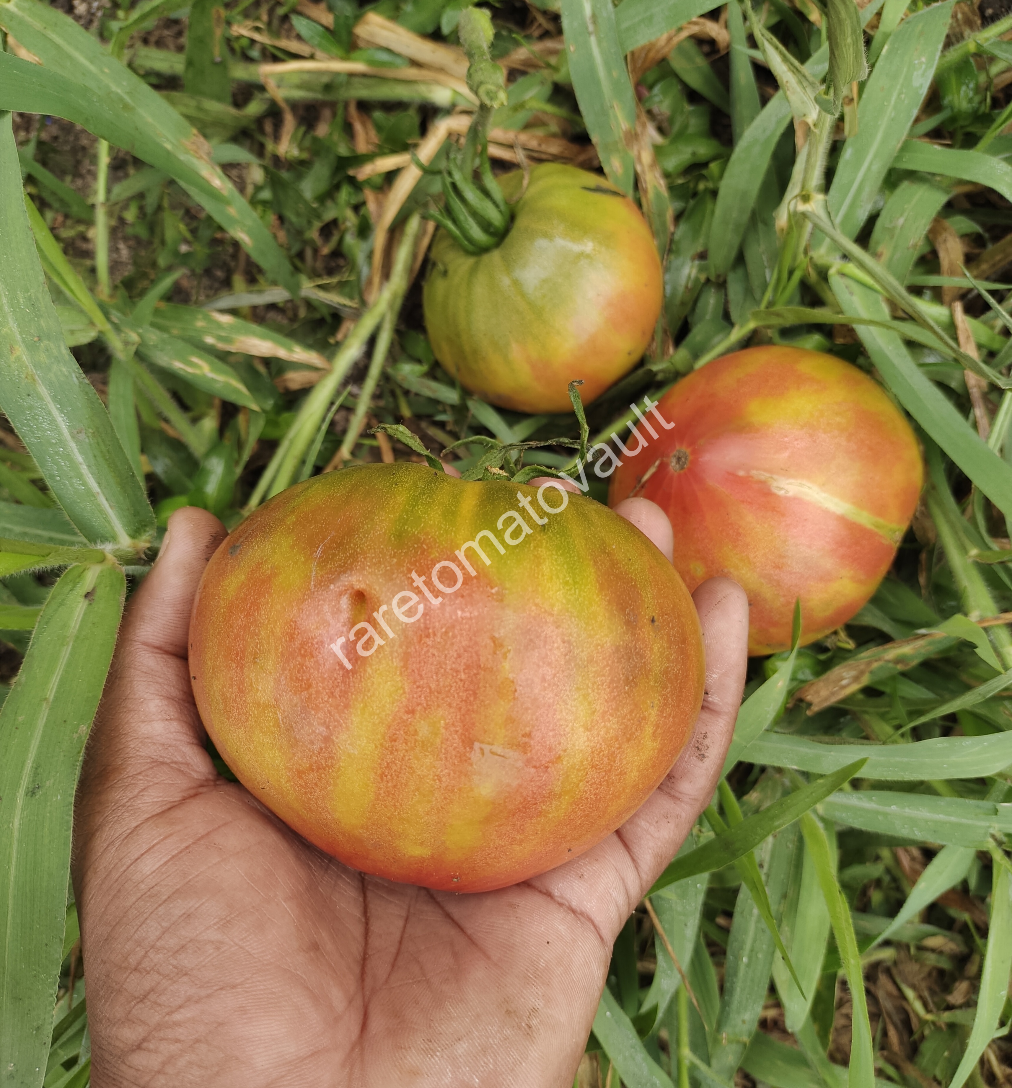 True Colors Tomato (Canada)