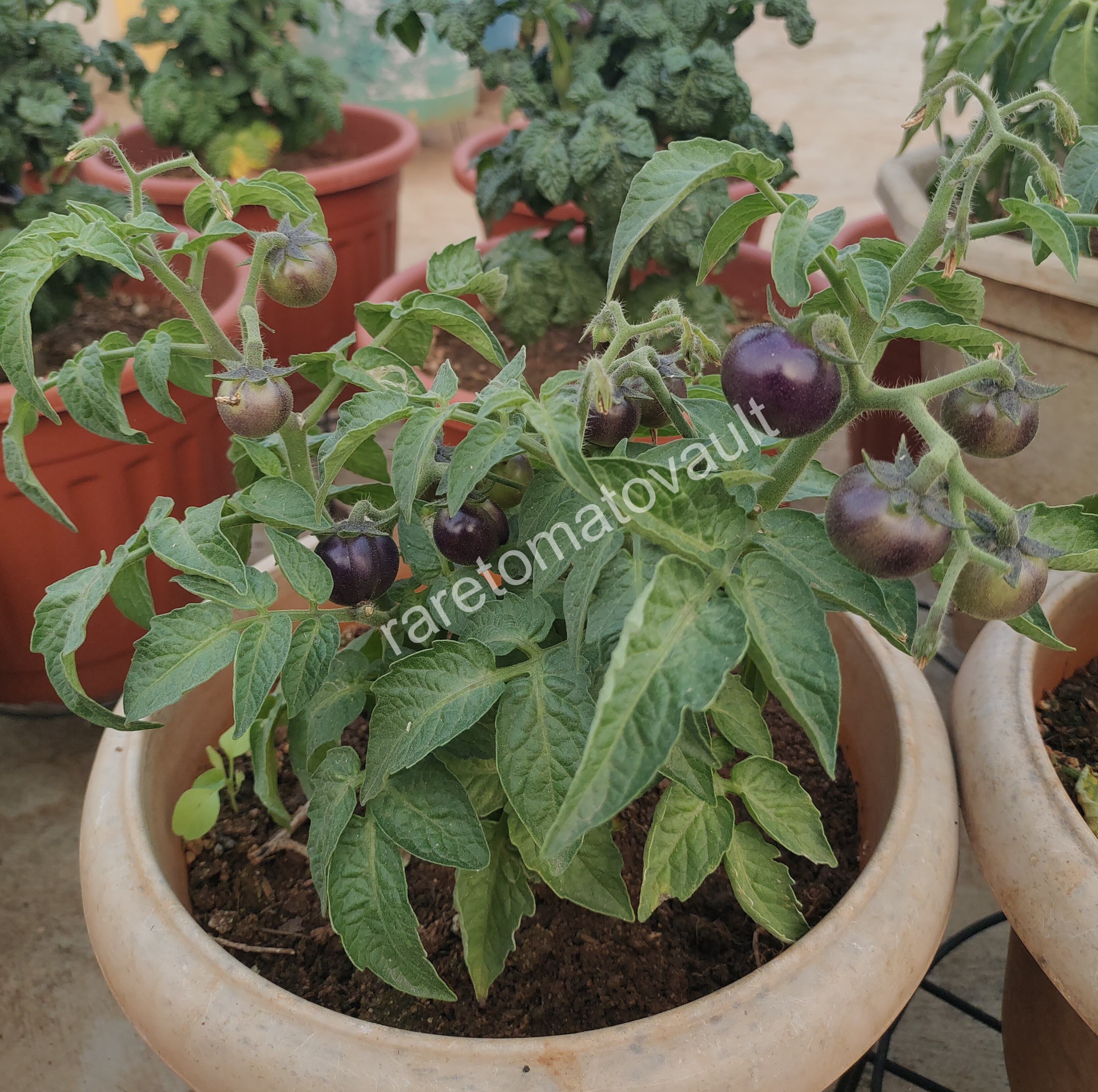 Inkspot Micro Dwarf Tomato