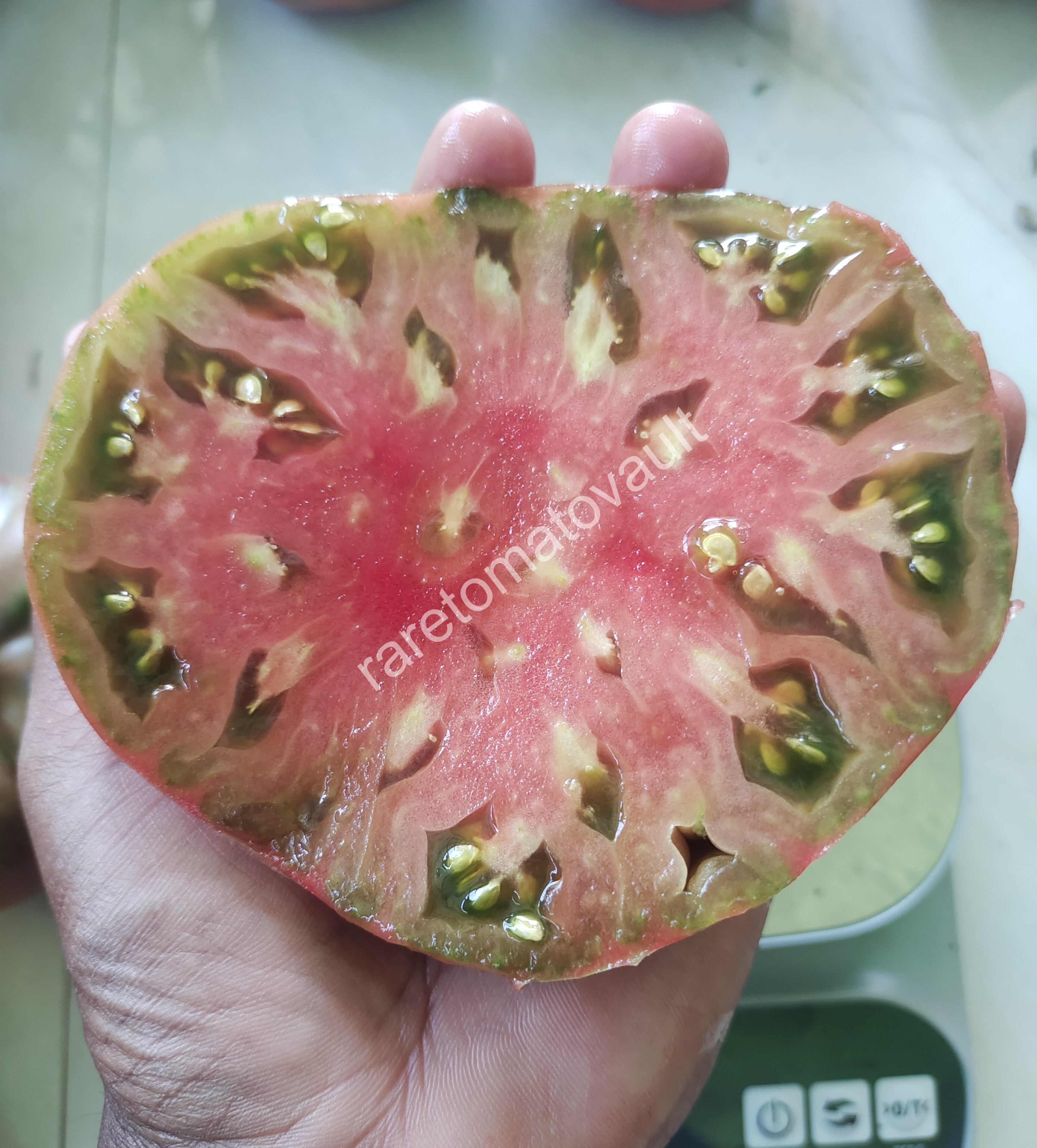 One Trick Pony Tomato (Canada)