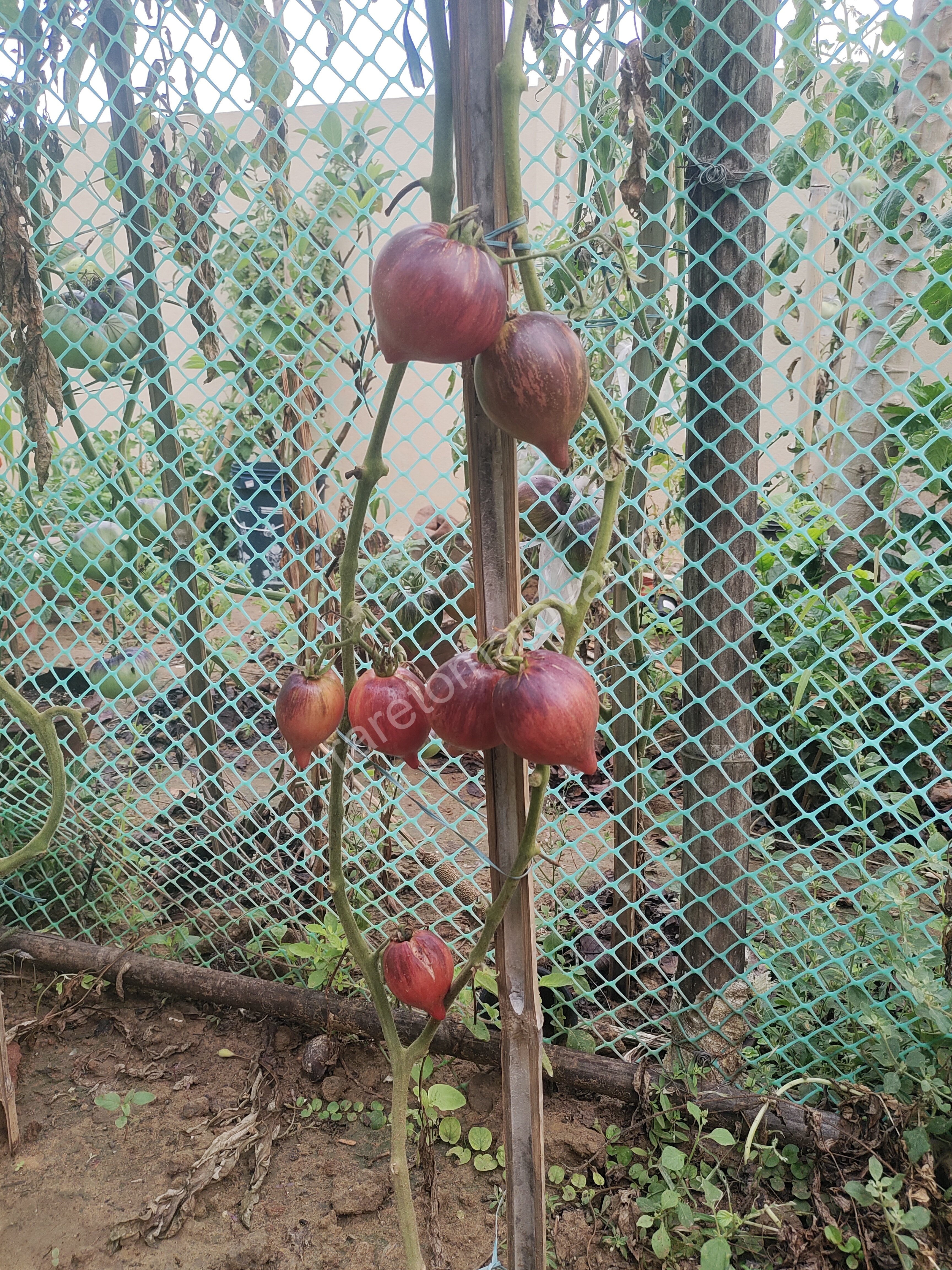 Sofia's Fiery Comet tomato (Russia)