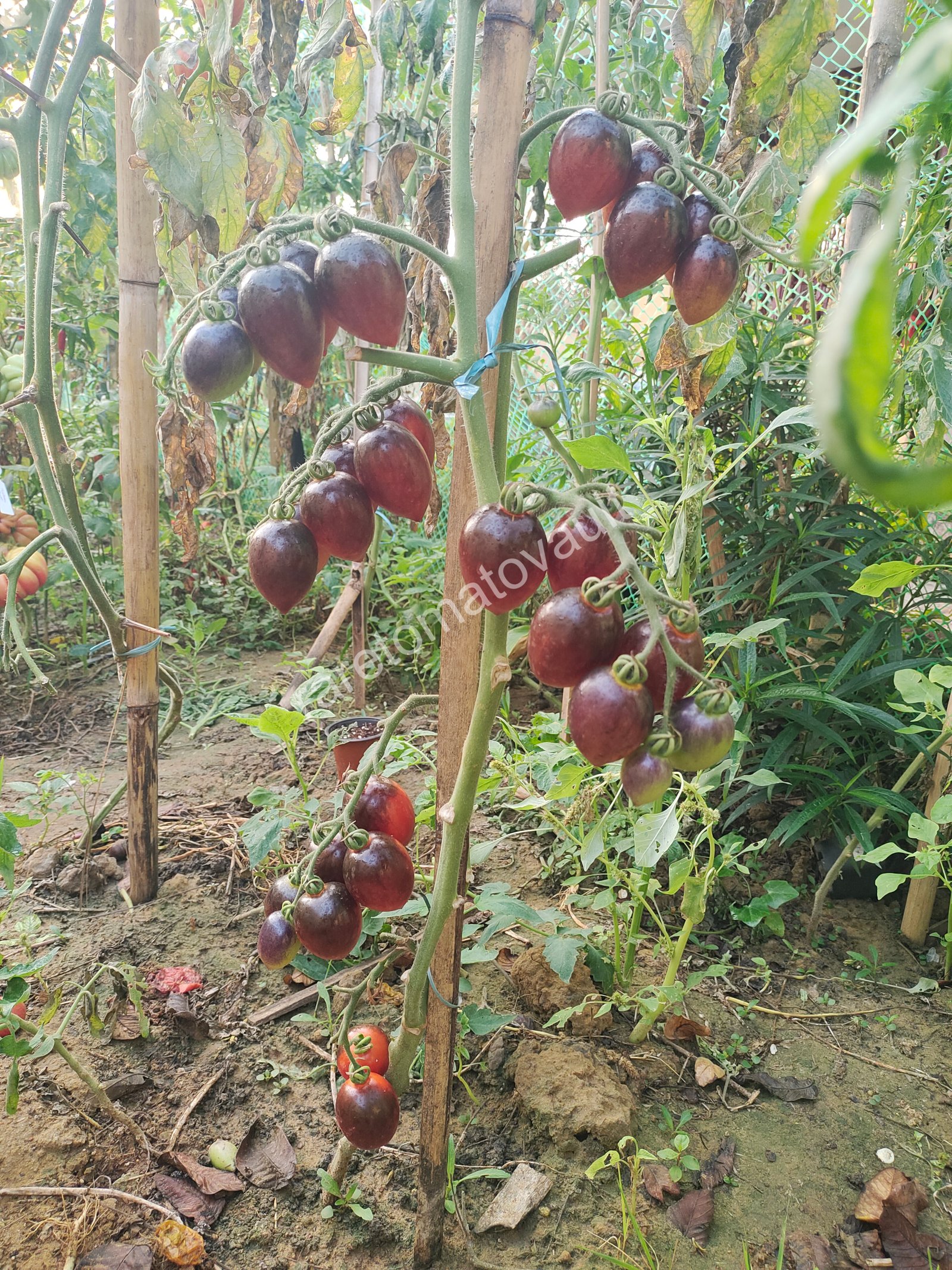 Blue Marzano Tomato (Naples, Italy)