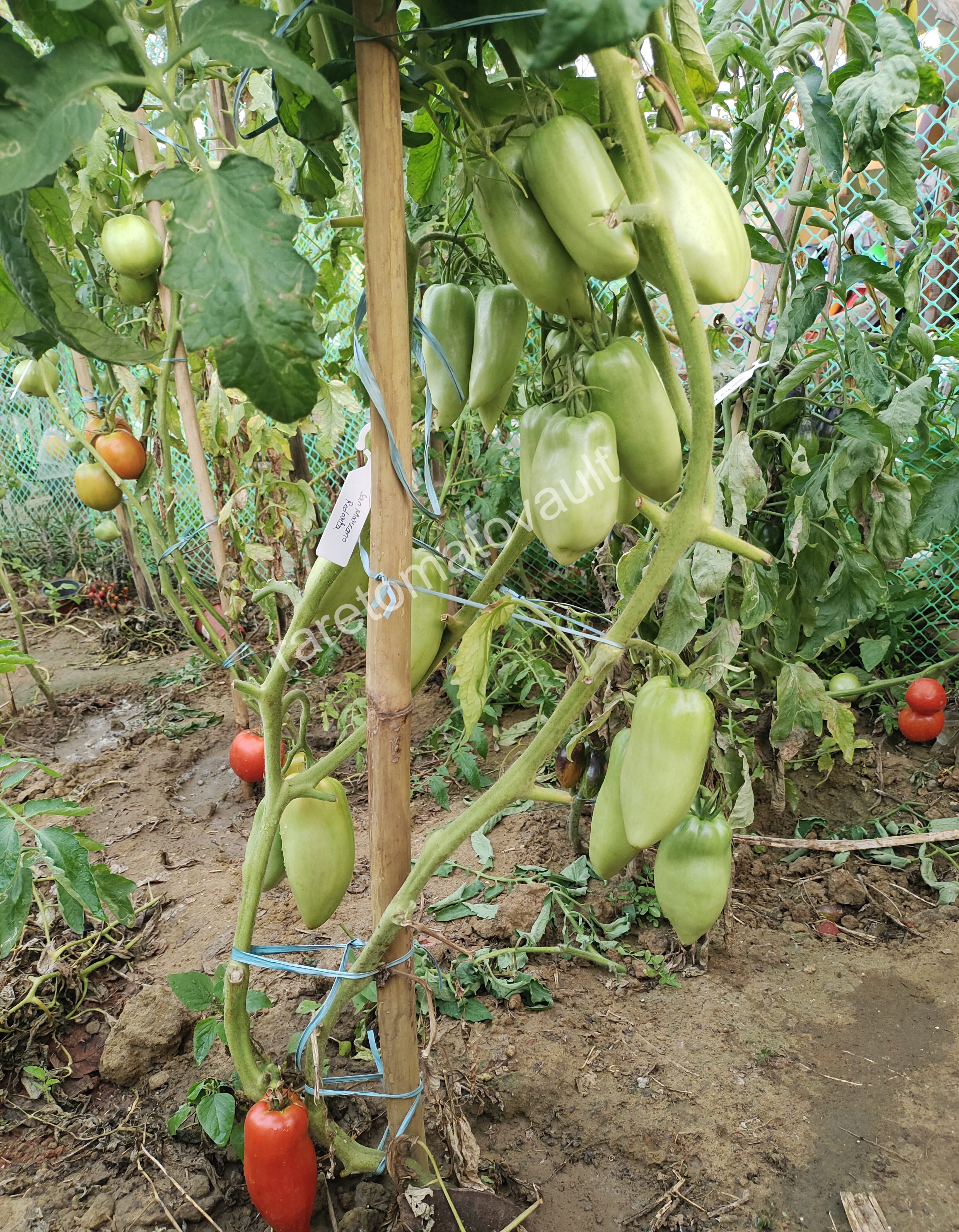 San Marzano Redorta Tomato (Italy)
