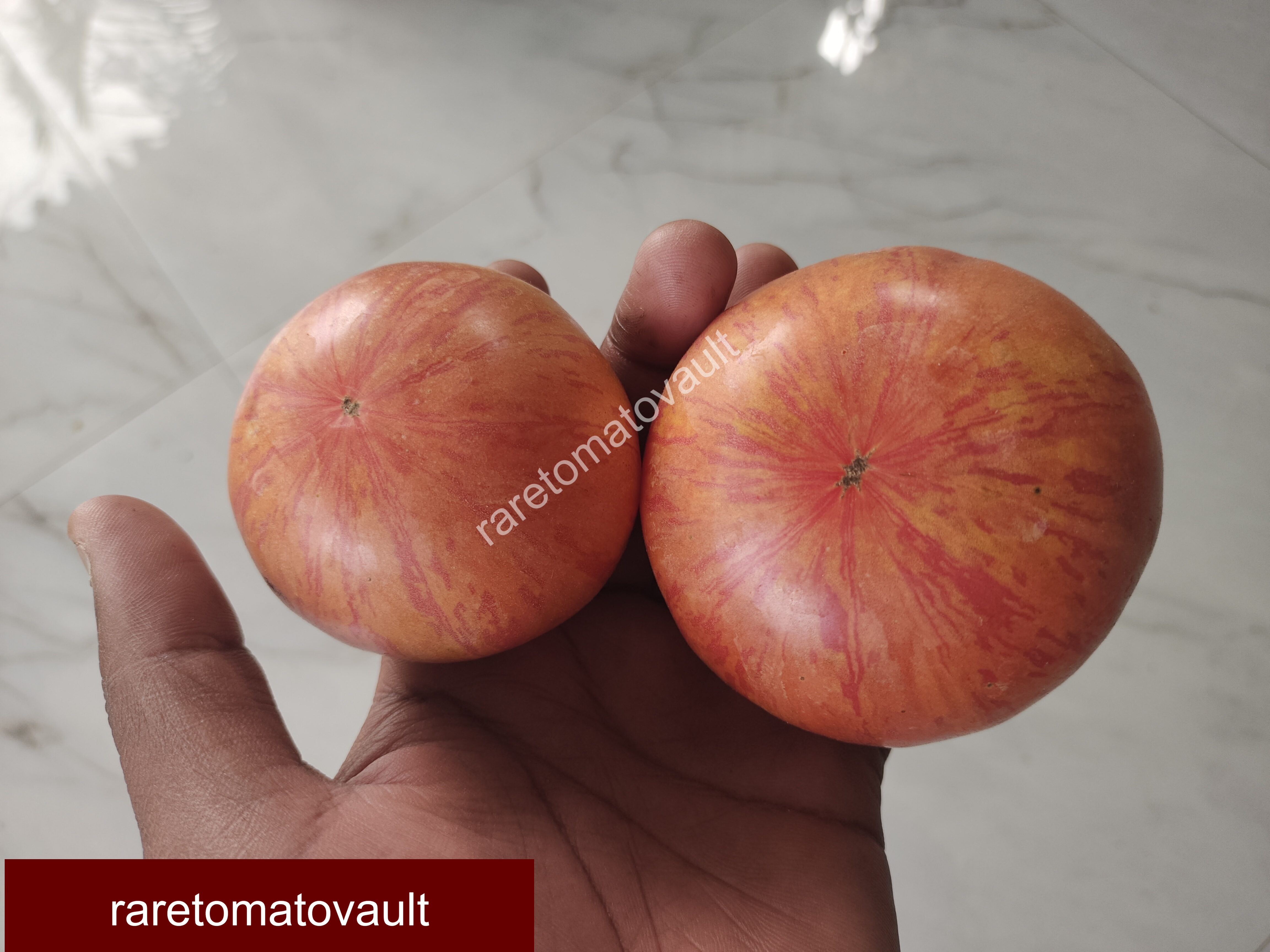 Red Beauty Tomato (Wild Boar Farms, USA)