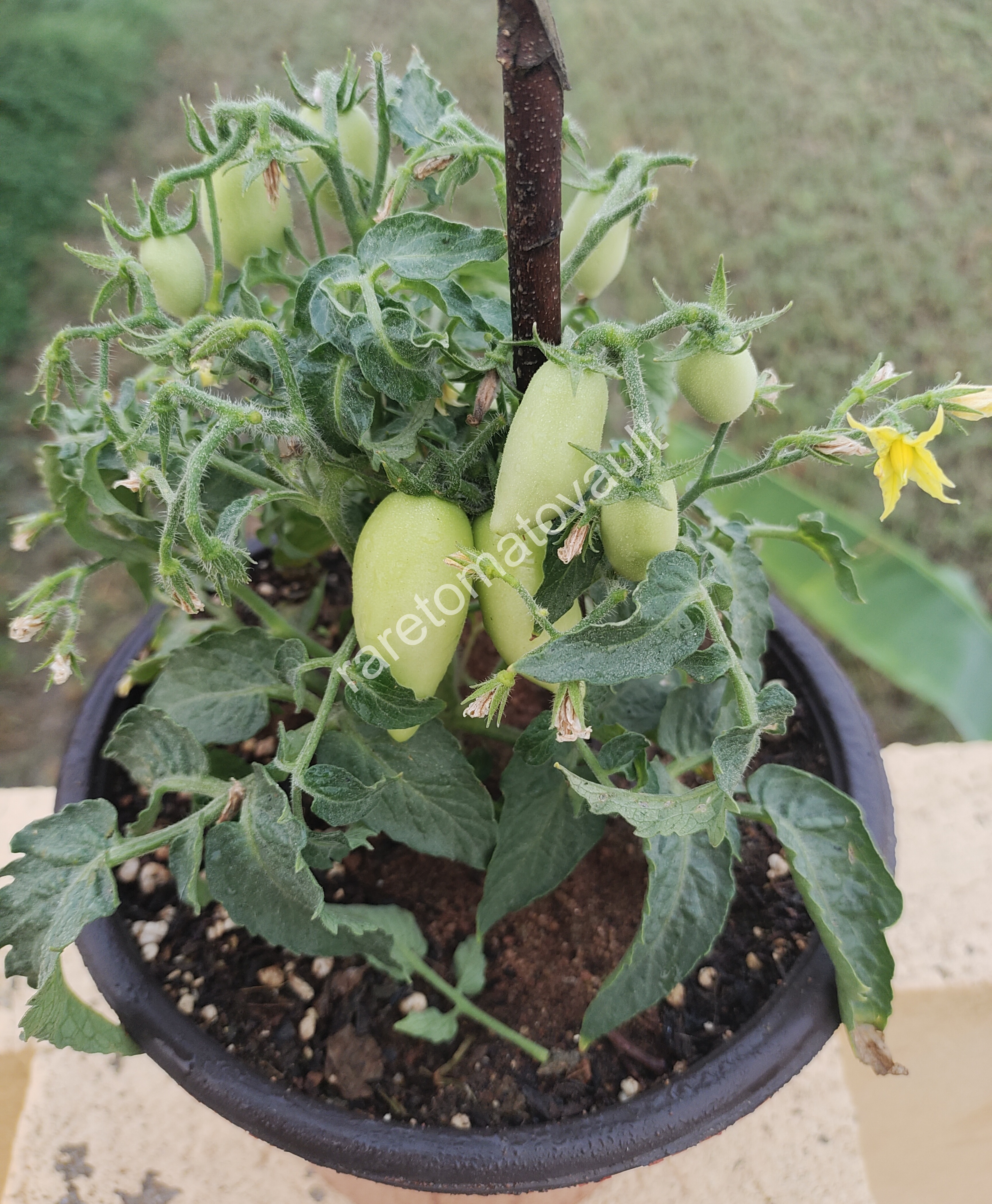Plumbrella Rosa Micro Dwarf Tomato
