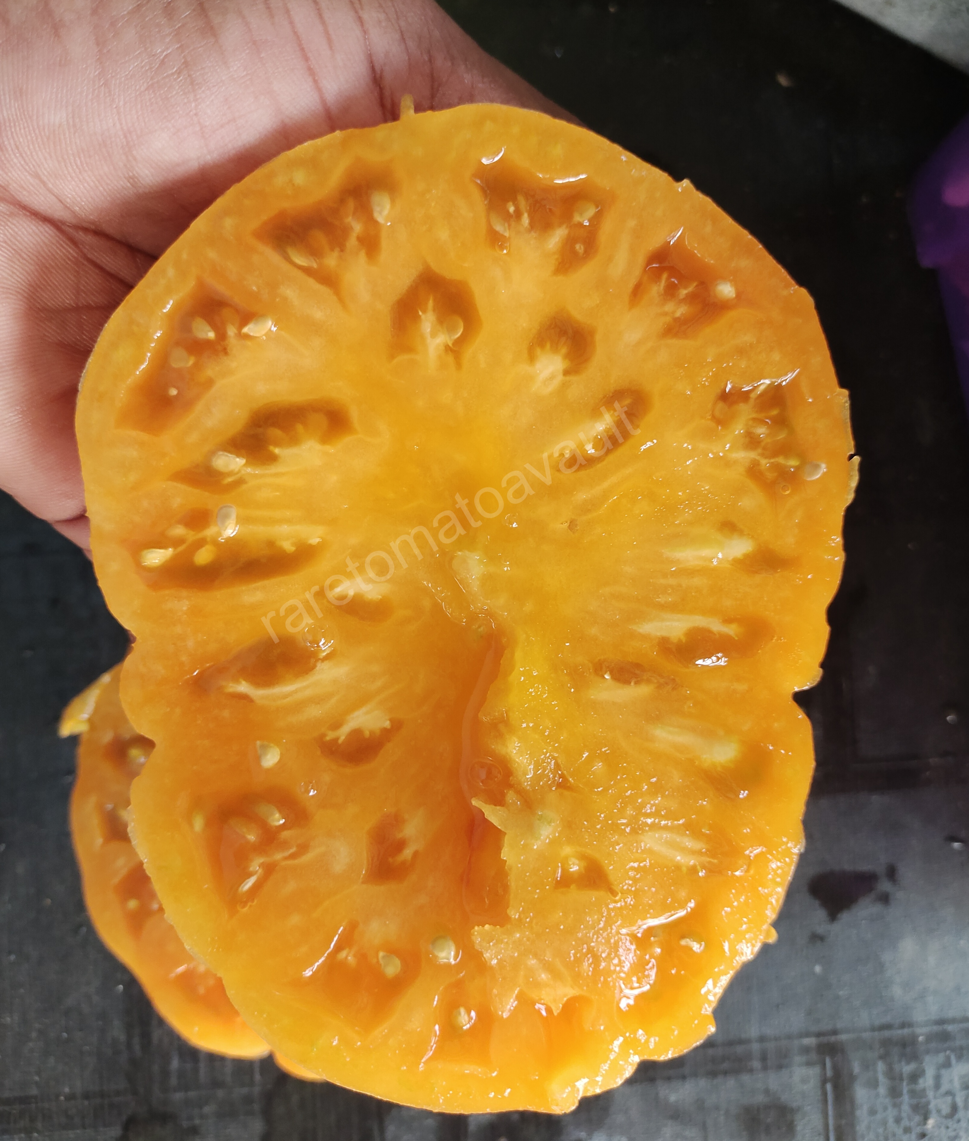 Kellogs breakfast Tomato (West Virginia Heirloom)