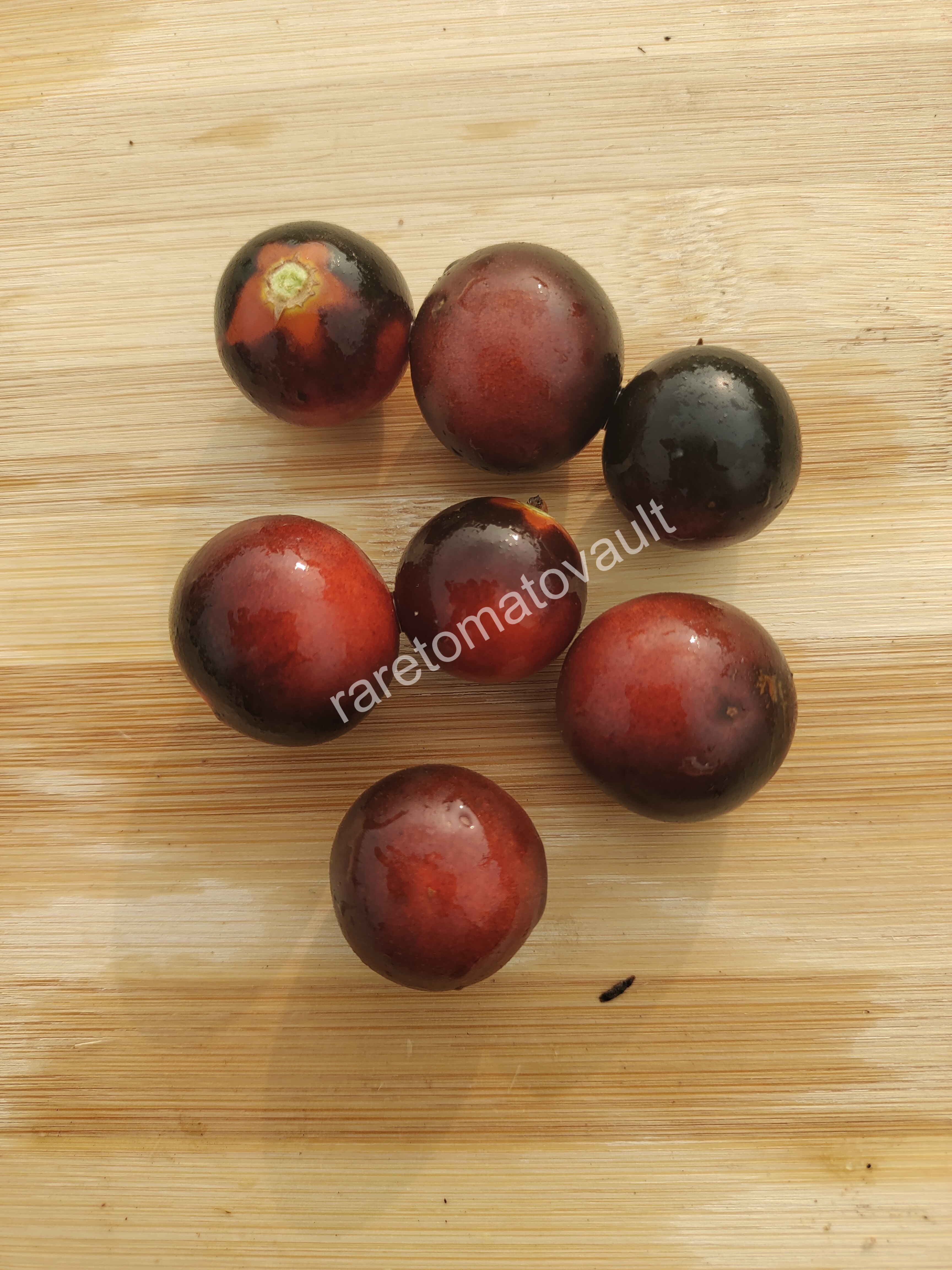 Inkspot Micro Dwarf Tomato