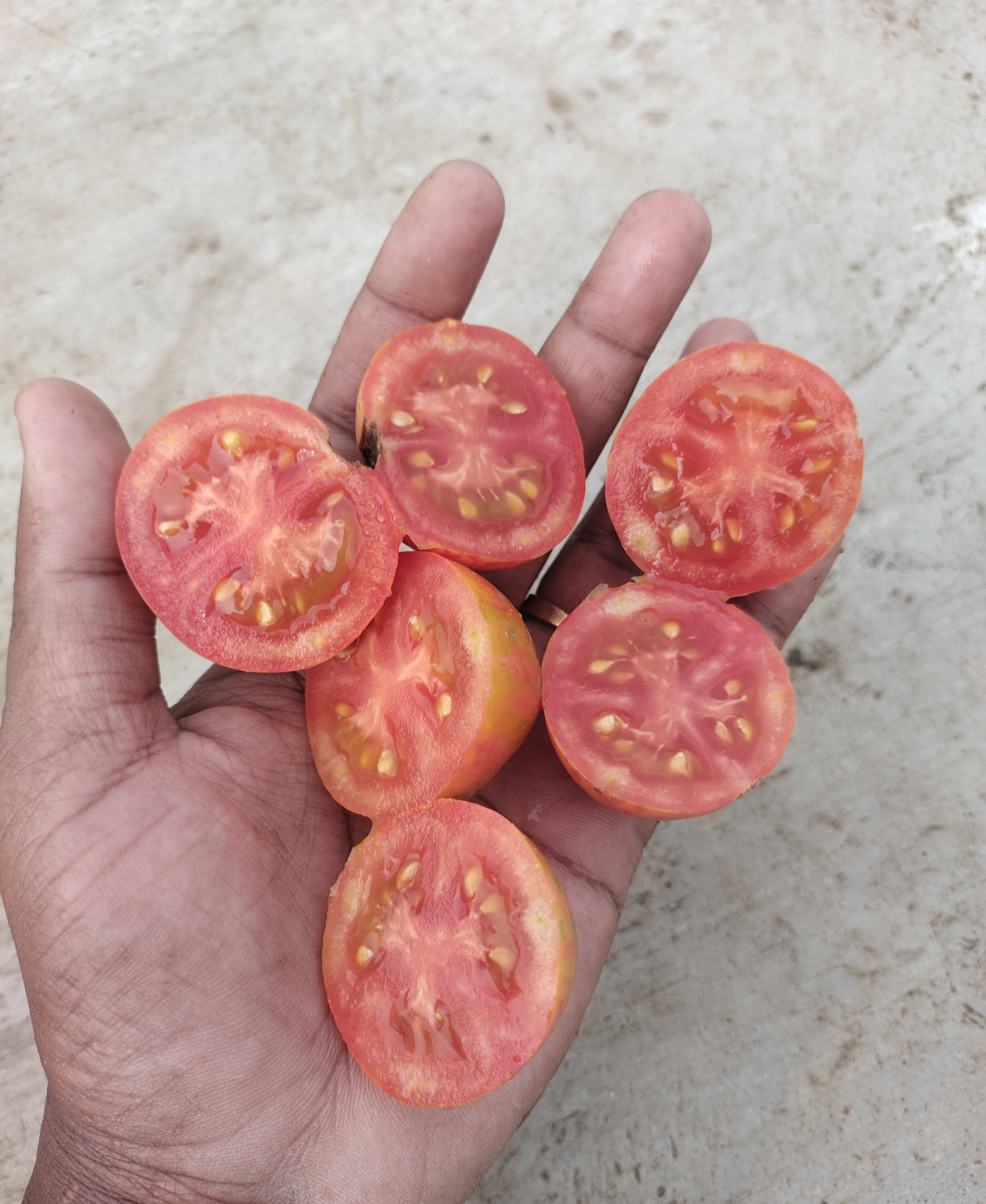 Nepas 10 Bush Variety Tomato